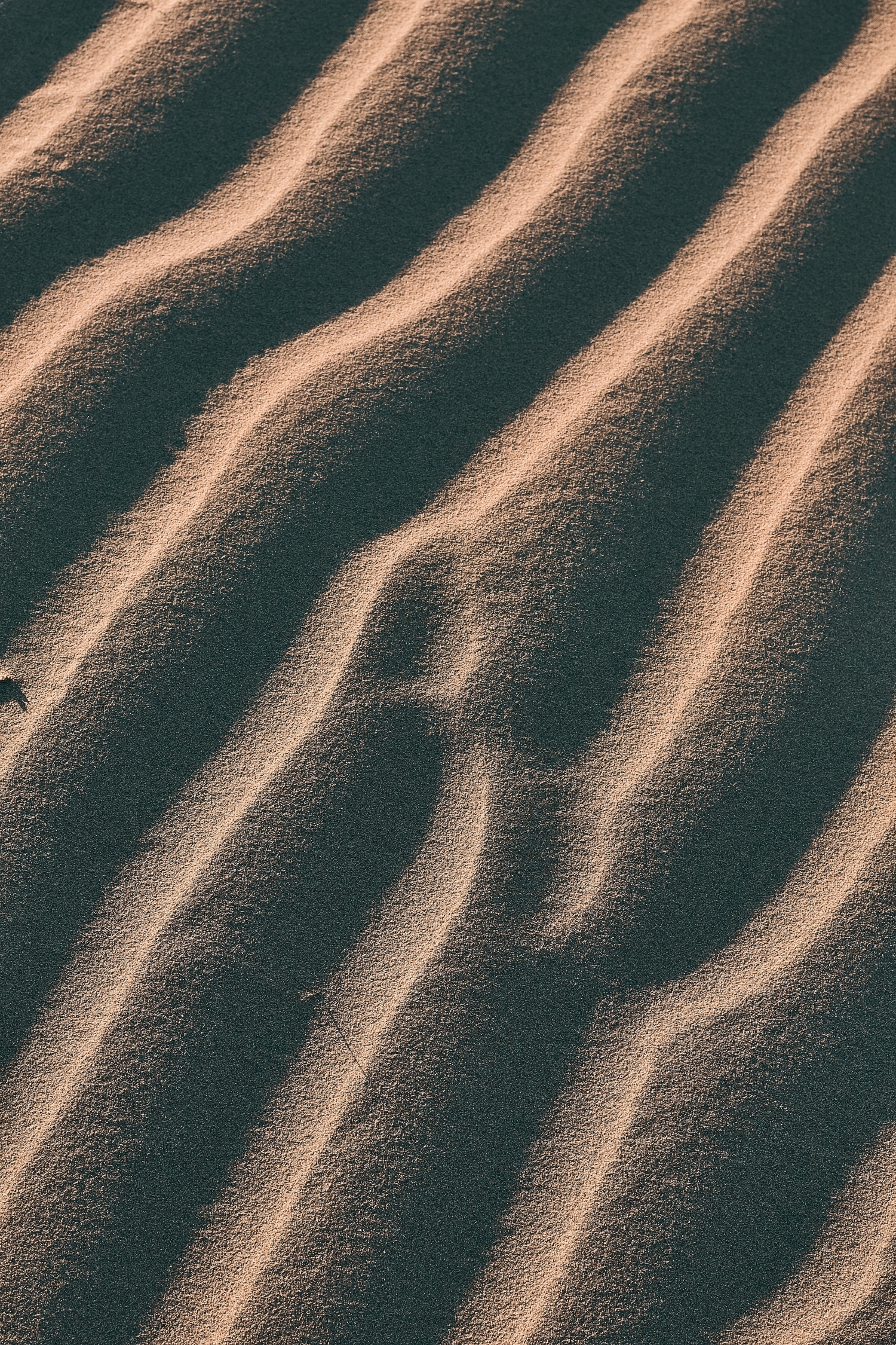 Sand Dunes Up Close