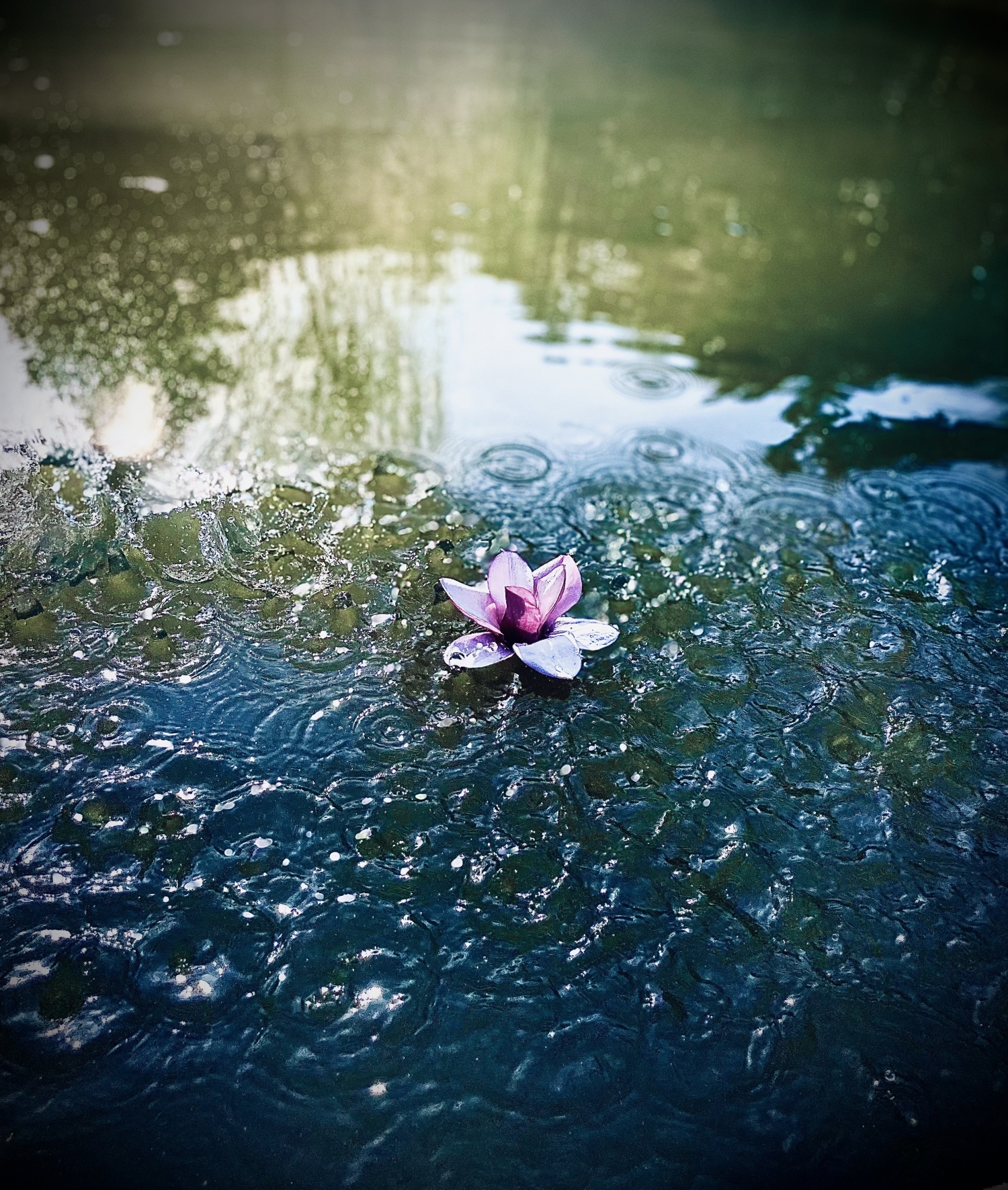 Scenic Pond With Lily wallpaper for Apple iPhone, Apple Watch, Mac, iPad and Apple Watch