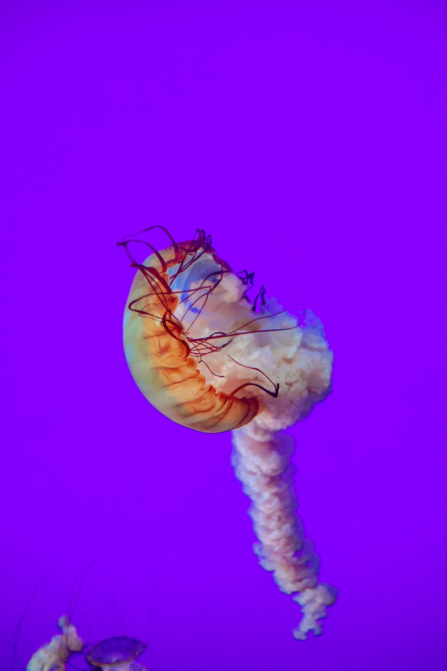 Sea Creature Underwater Purple Backdrop