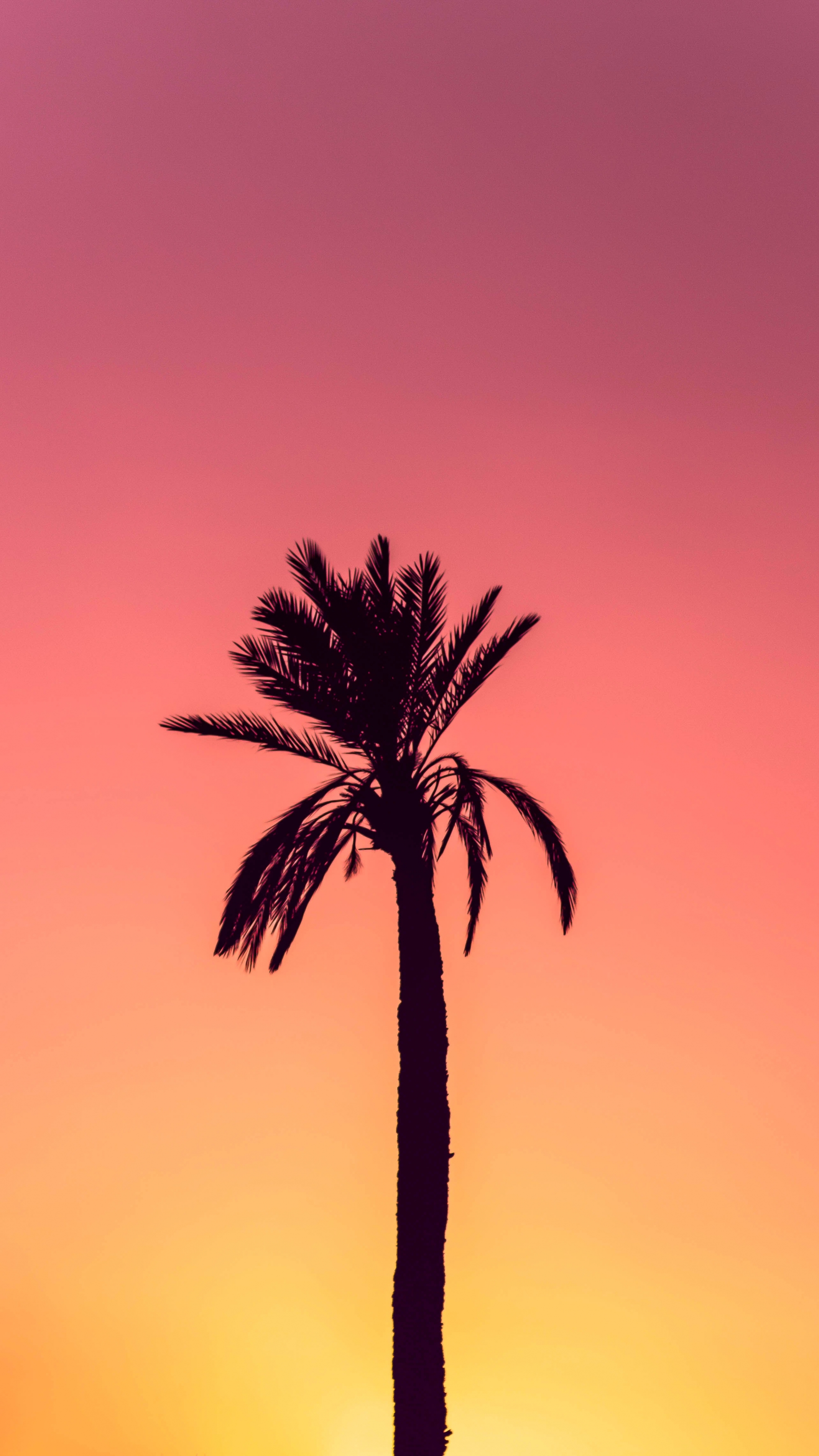 Silhouette Of Palm Tree Sunrise Gradient