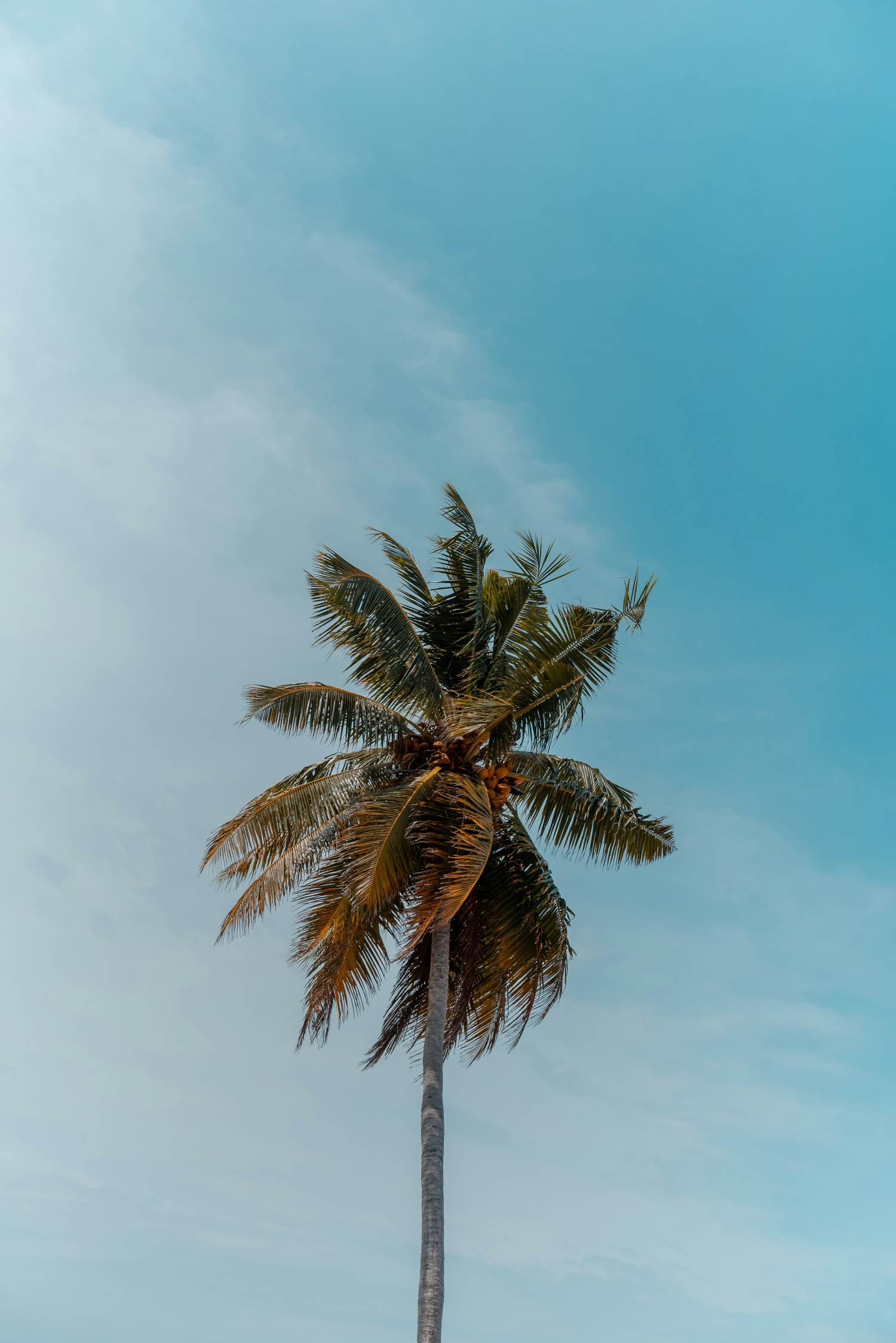 Single Palm Tree Tropical In The Blue Sky wallpaper for Apple iPhone, Apple Watch, Mac, iPad and Apple Watch