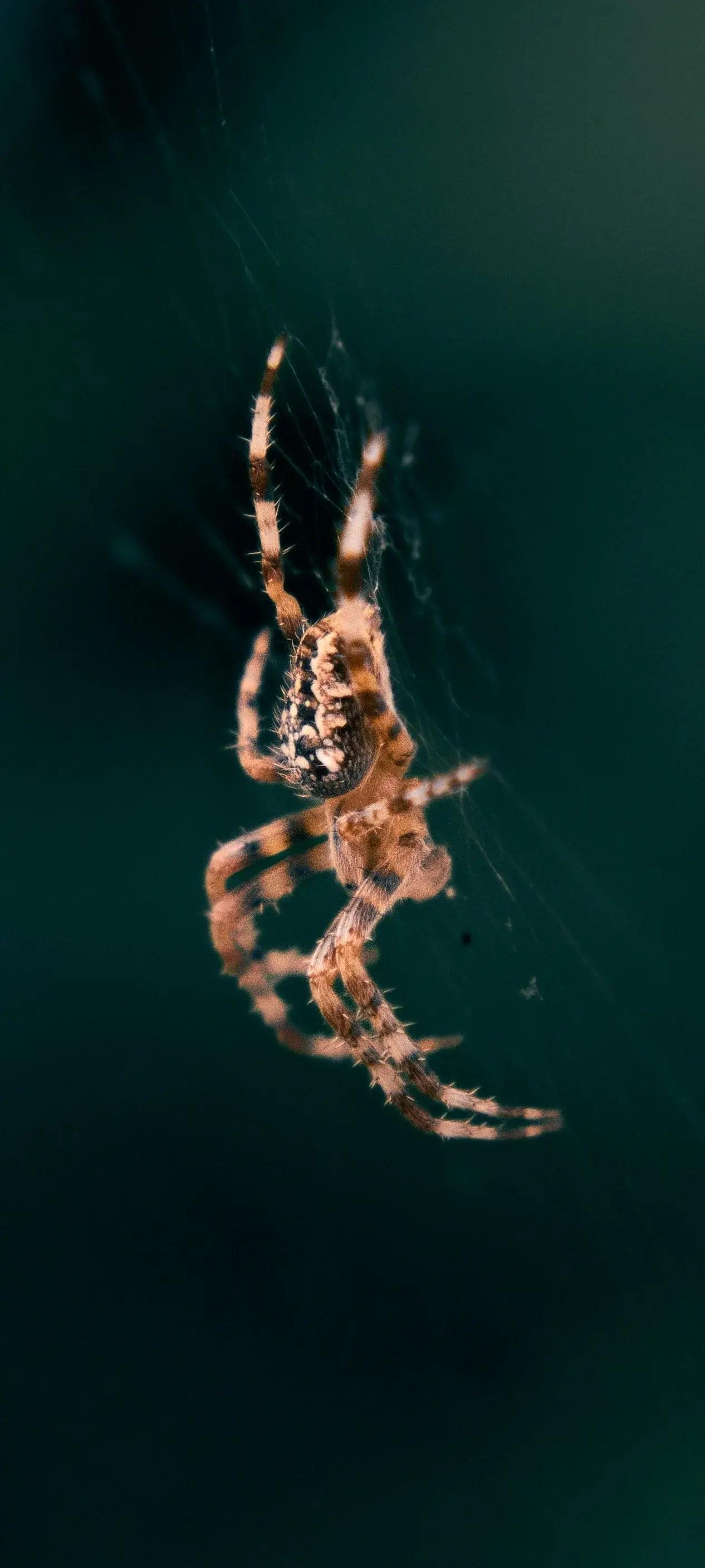 Spider Making A Web wallpaper for Apple iPhone, Apple Watch, Mac, iPad and Apple Watch