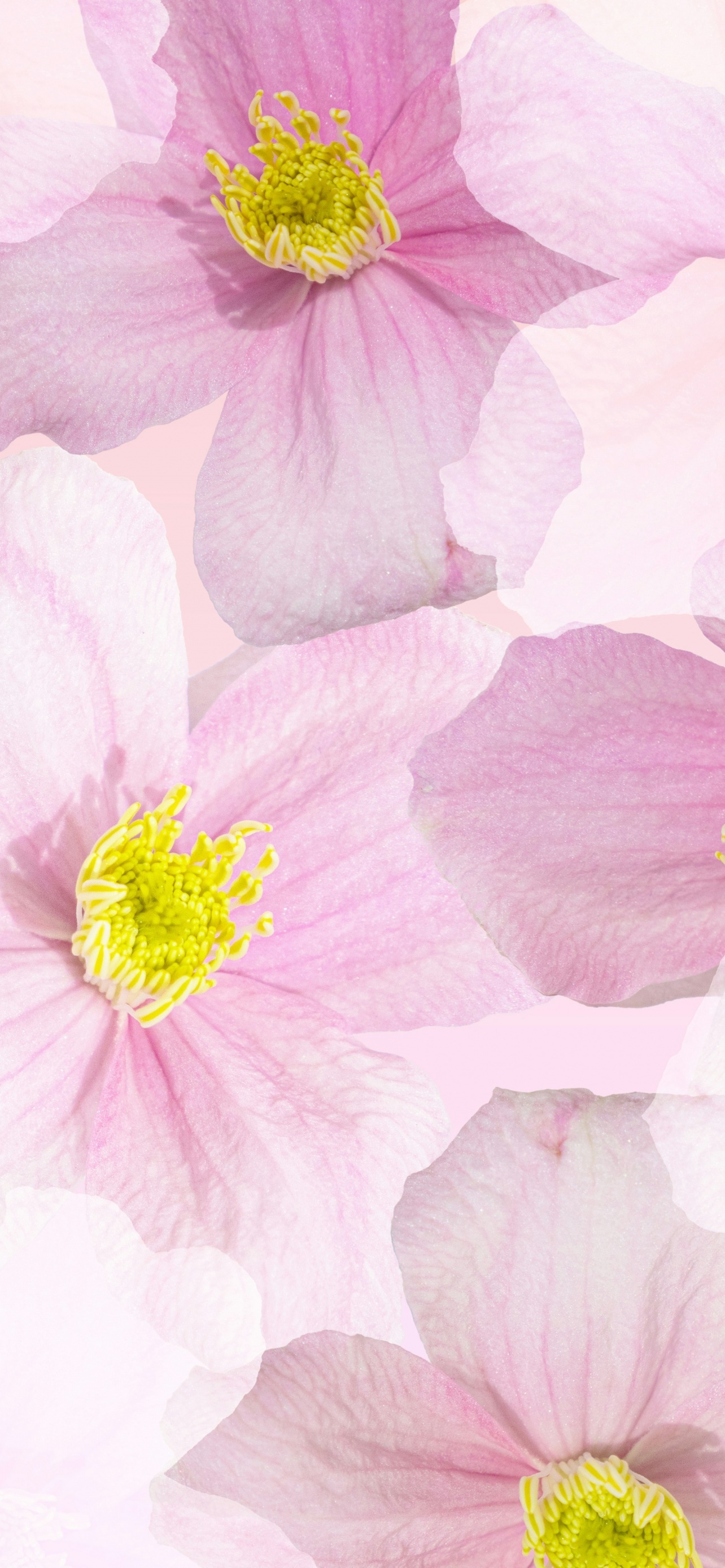 Spring Flowers Pink Best Apple iOS Home Screen And Lock Screen Wallpapers And Screensavers Of 2025