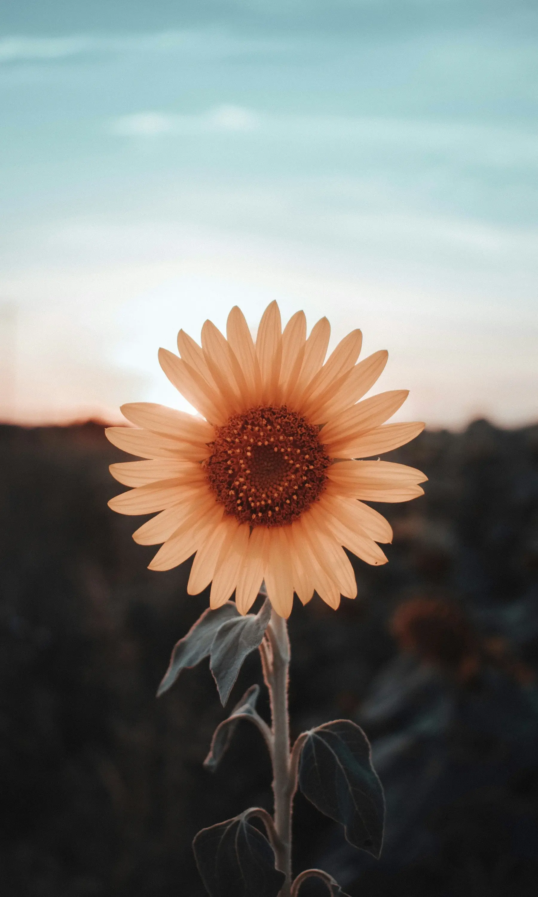 Sunflower Bokeh Best Of 2024 And 2025 Wallpapers For Your Apple iOS iPhone X 11 12 13 14 15 And 16 Including Plus Pro Pro Max And SE wallpaper for Apple iPhone, Apple Watch, Mac, iPad and Apple Watch