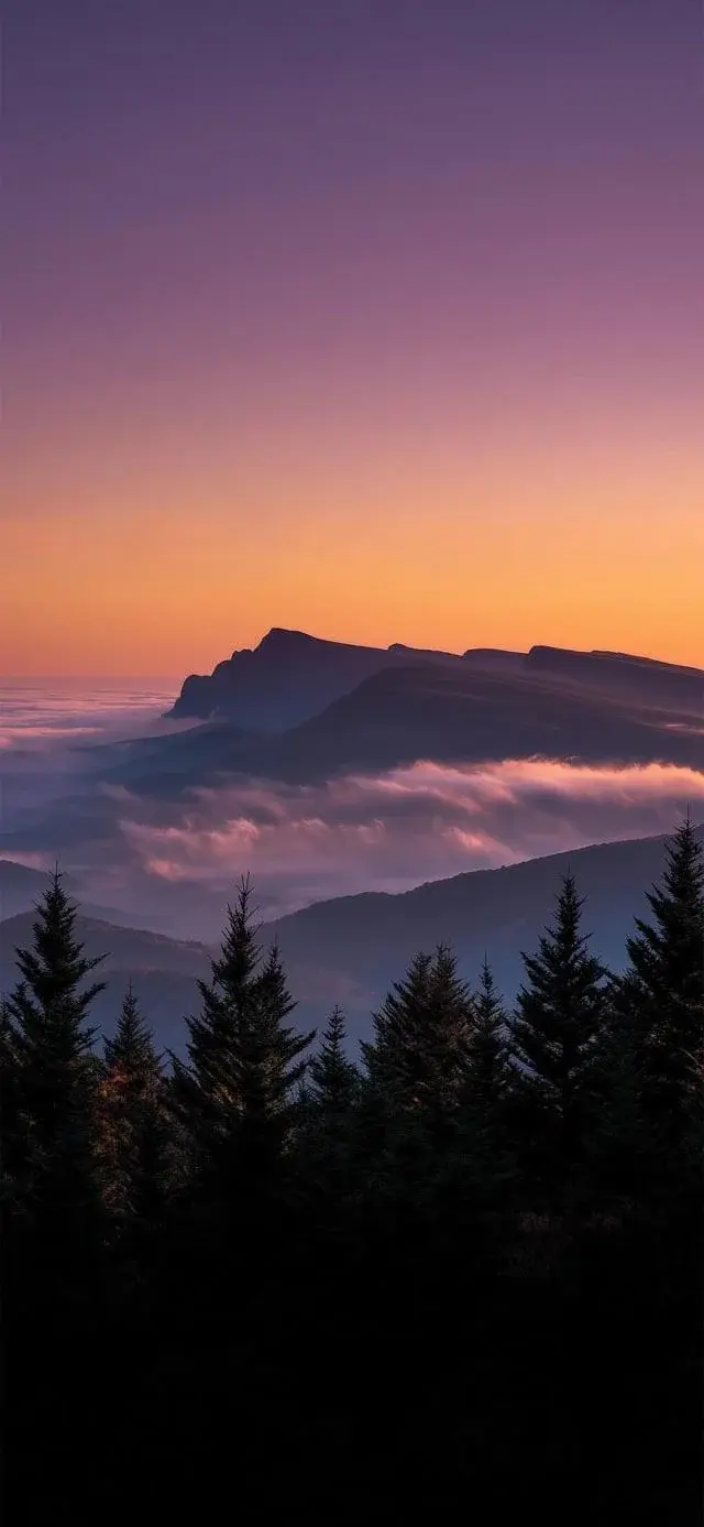 most-popular-pines-best-wallpapers