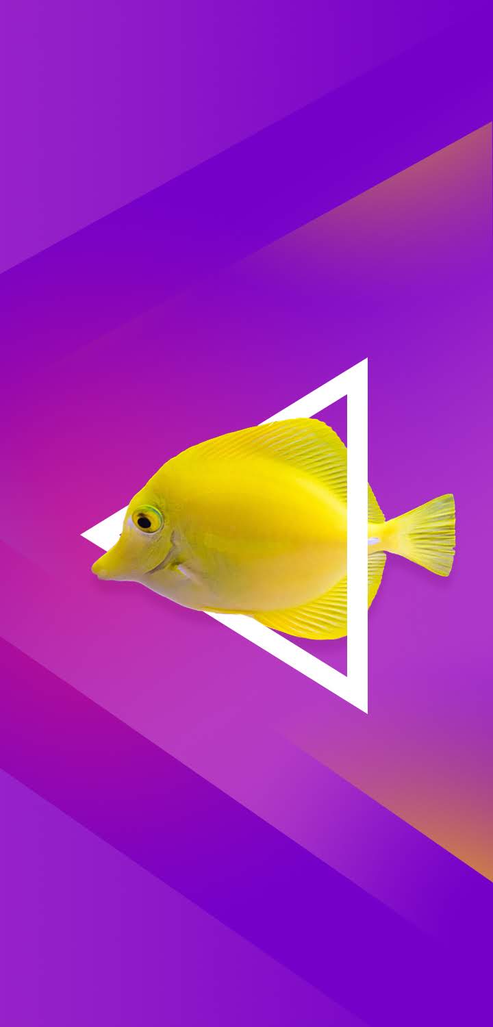 Techno Camon I2 Stock Fish Triangle Shapes