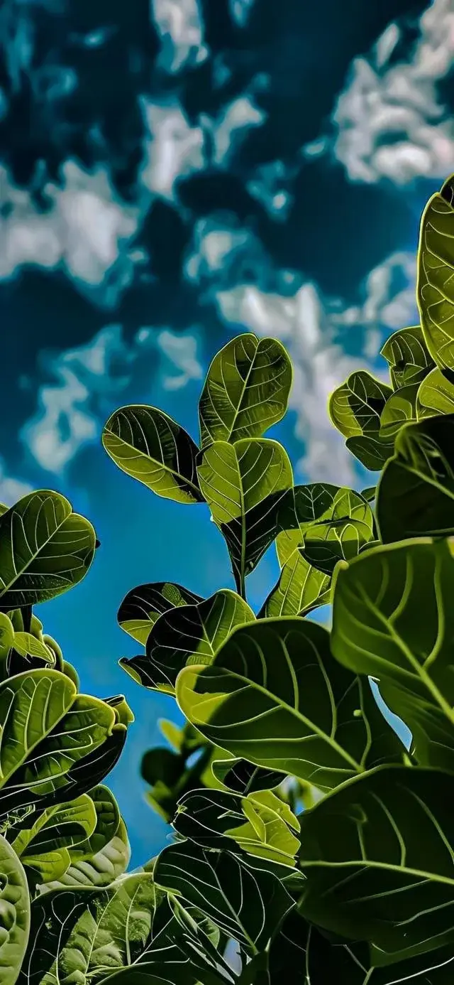 Tree Leaves Blue Sky Summer Best iPhone Wallpapers Backgrounds And Screensavers For Apple iOS 26 In 2025 2026 And 2027 From Reddit iPhone wallpaper