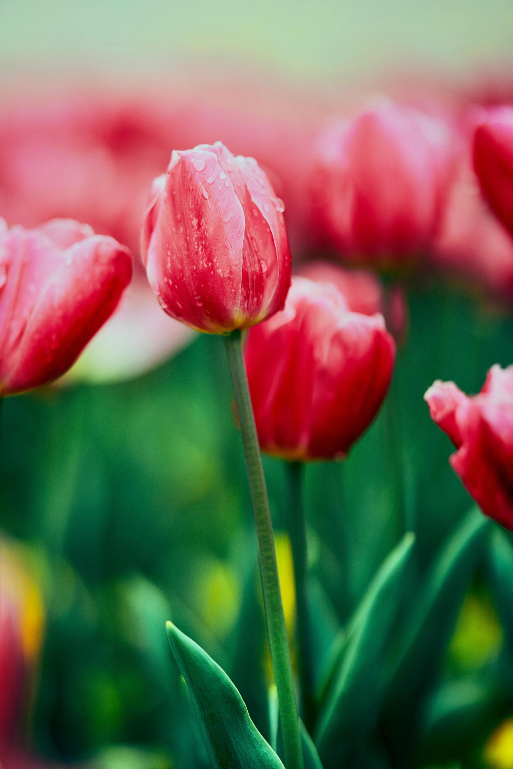 Tulips About To Bloom With Water Droplets Desktop Background Wallpaper Picture For Apple iPhone Google Android Pixel And Samsung Galaxy