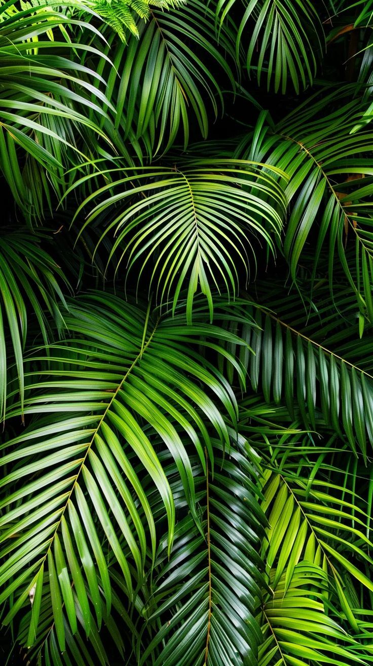 Wallpaper For Apple iPhone Creative Unique Palm Leaves Tropical Subtropical wallpaper for Apple iPhone, Apple Watch, Mac, iPad and Apple Watch