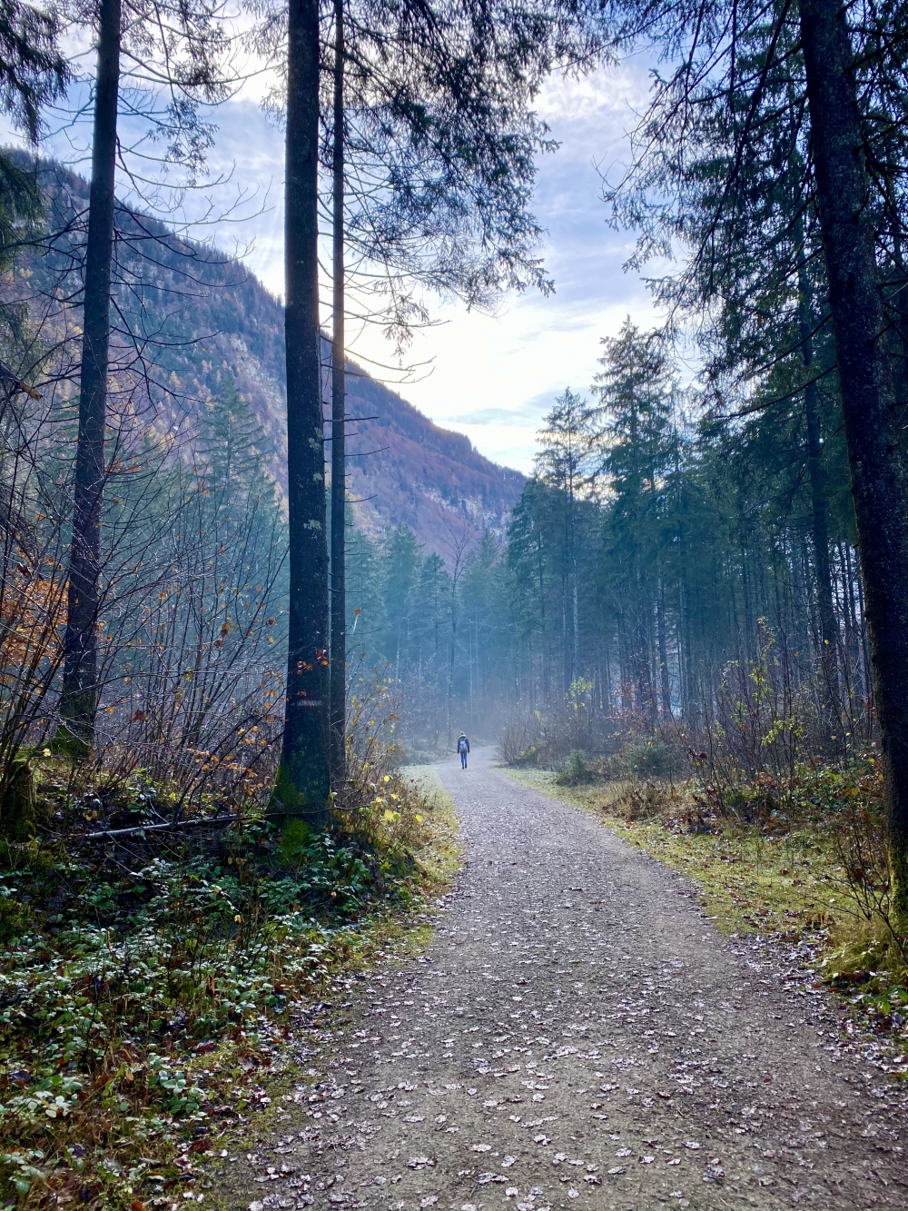 Hiking Walk Nature Tree Trees Hill Mountain Wallpaper