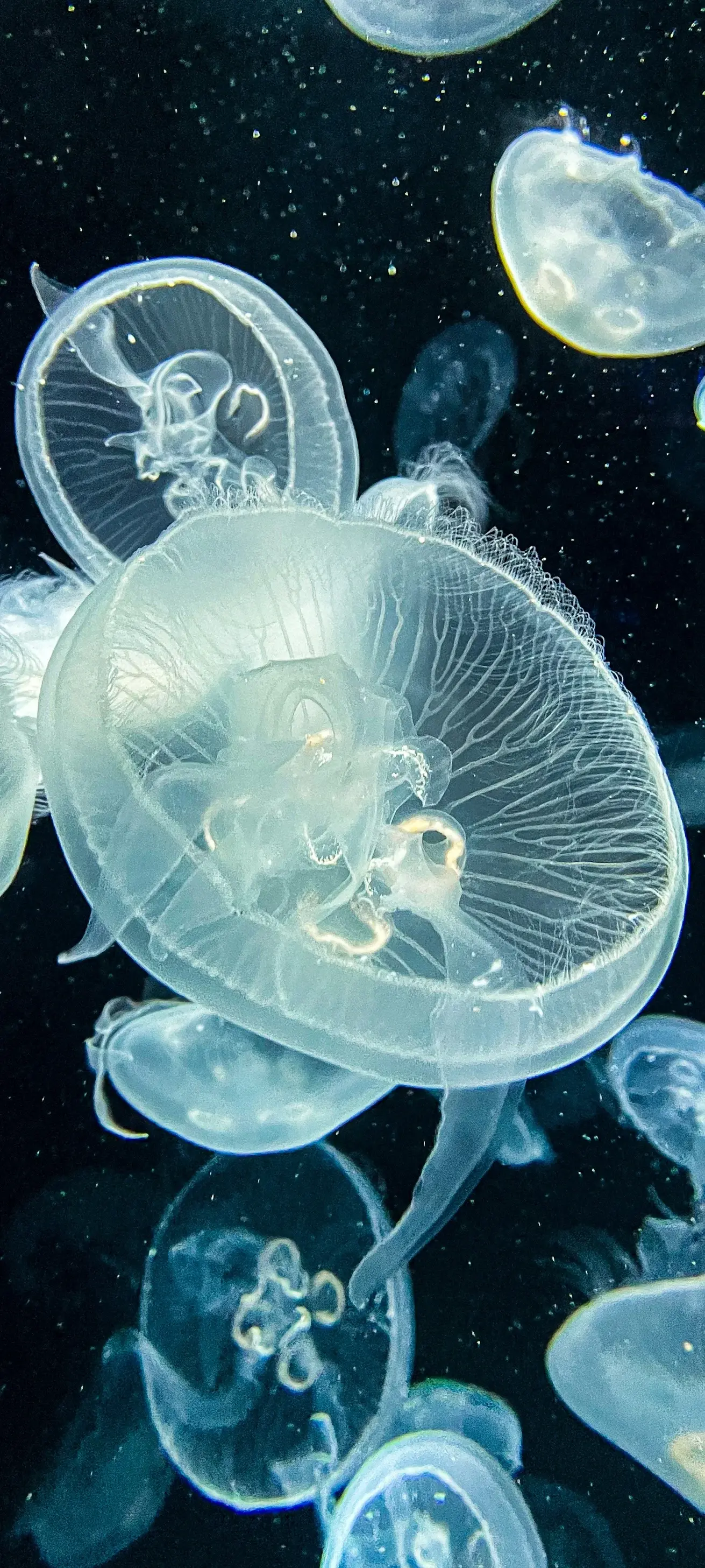 White Jellyfish HD Underwater Deep Ocean Translucent 4K Nature Creatures Of The Sea Jpg wallpaper for Apple iPhone, Apple Watch, Mac, iPad and Apple Watch