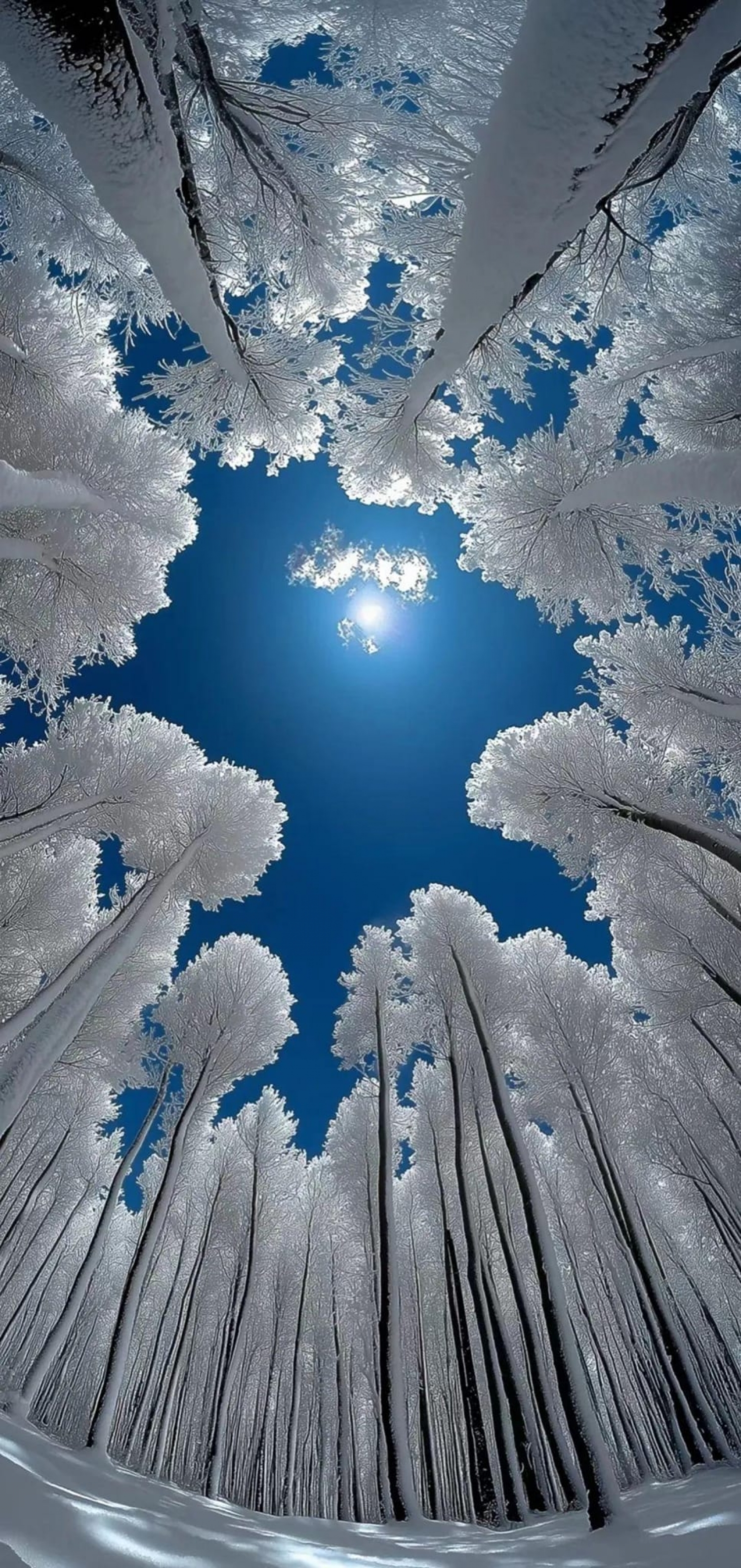 White Snowcapped Trees From Below Blue Sky