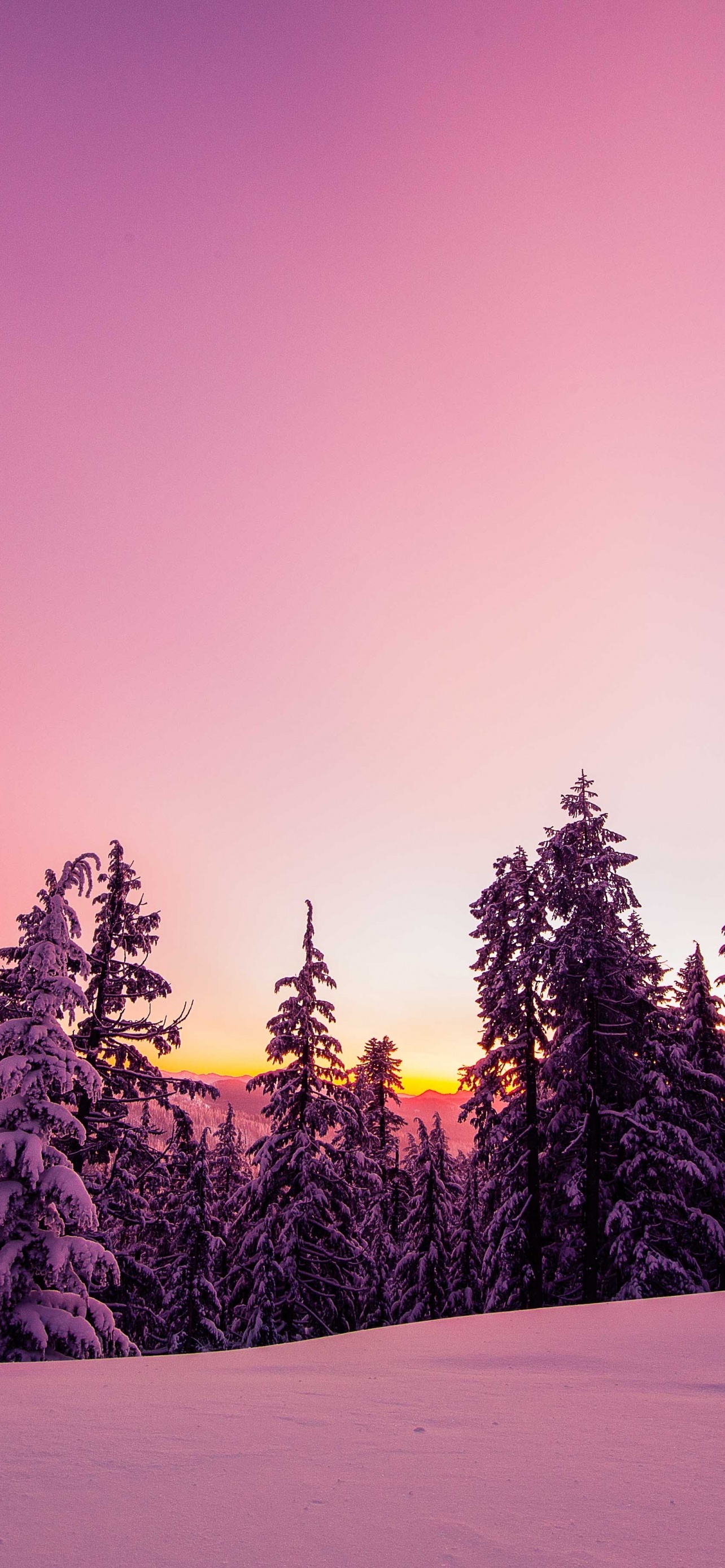 Winter Forest Snow Covered Trees