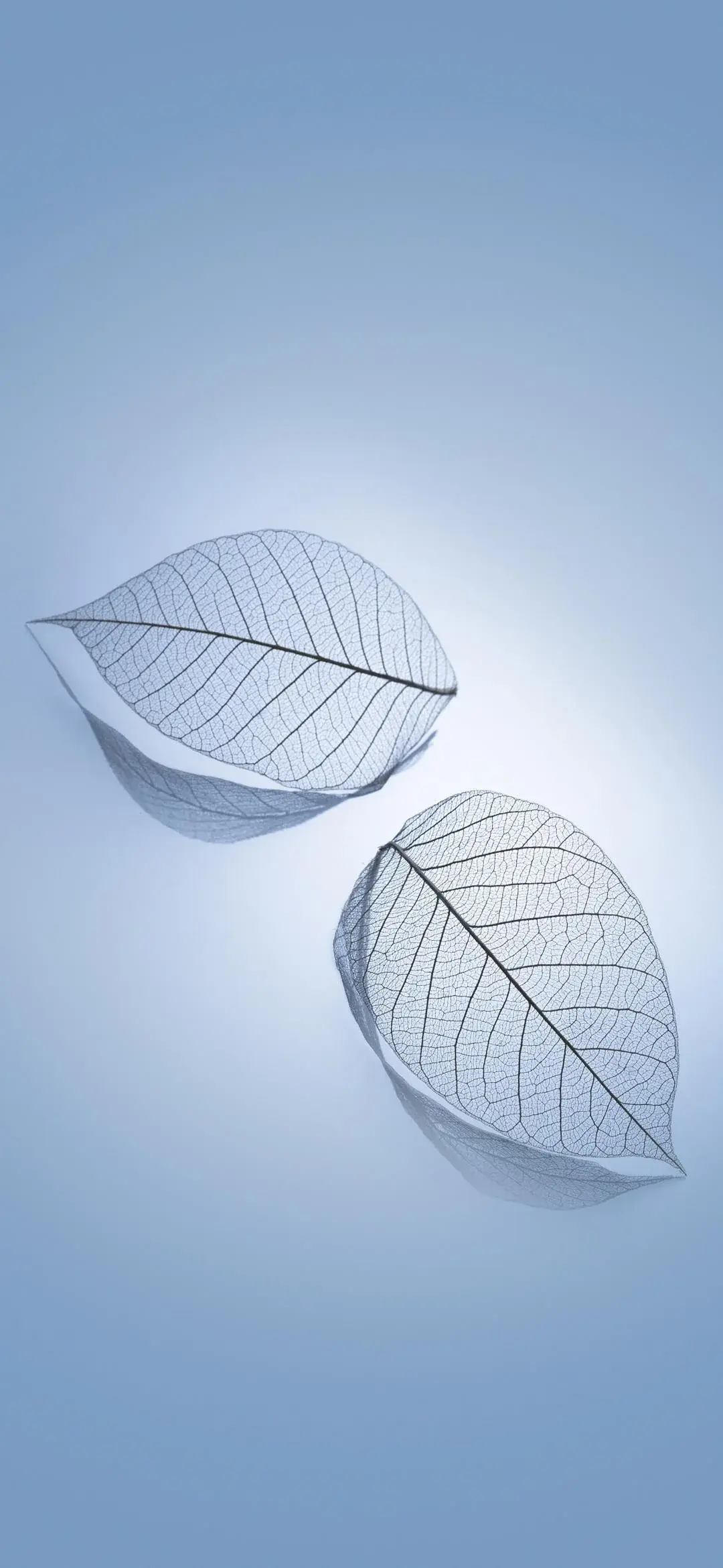 Xiaomi HyperOS Google Android Default Leaf Veins White wallpaper for Apple iPhone, Apple Watch, Mac, iPad and Apple Watch