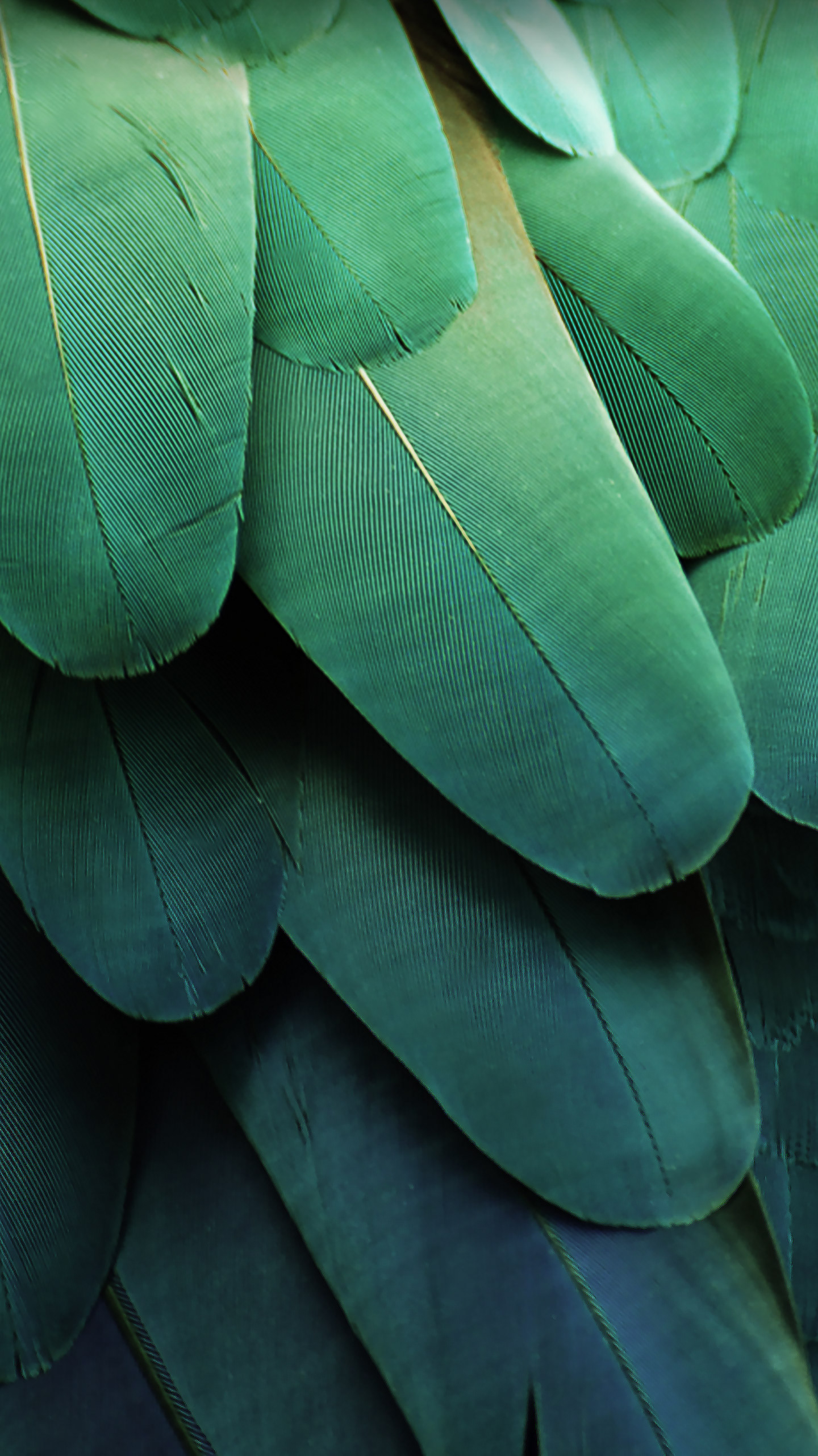 ZTE Mifavor Ui 5 Green Feathers Default