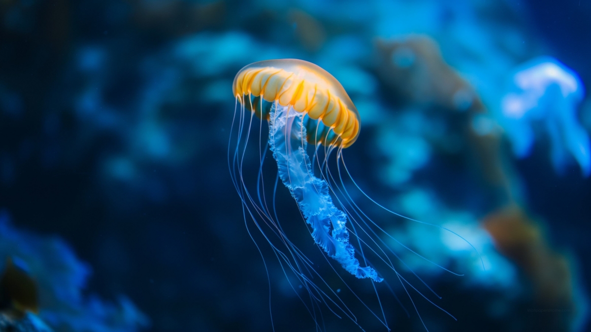 Jellyfish wallpaper for Apple iPhone, Apple Watch, Mac, iPad and Apple Watch