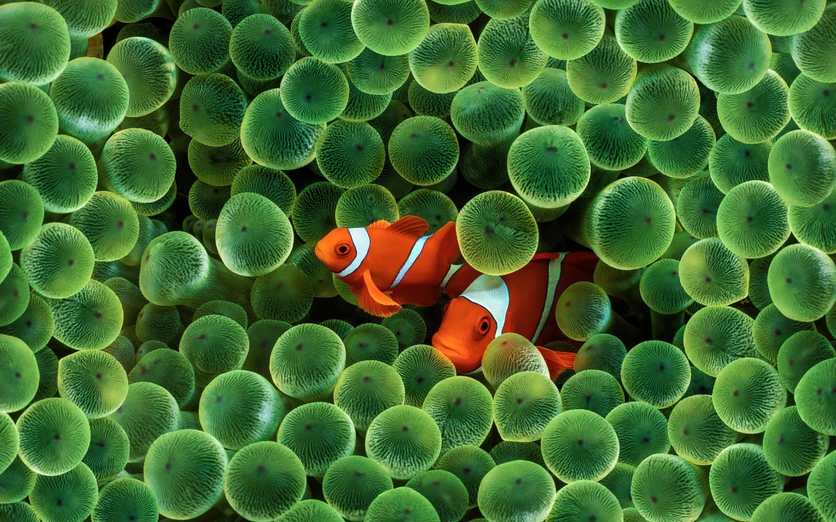 Original iPhone Clownfish HD 4K