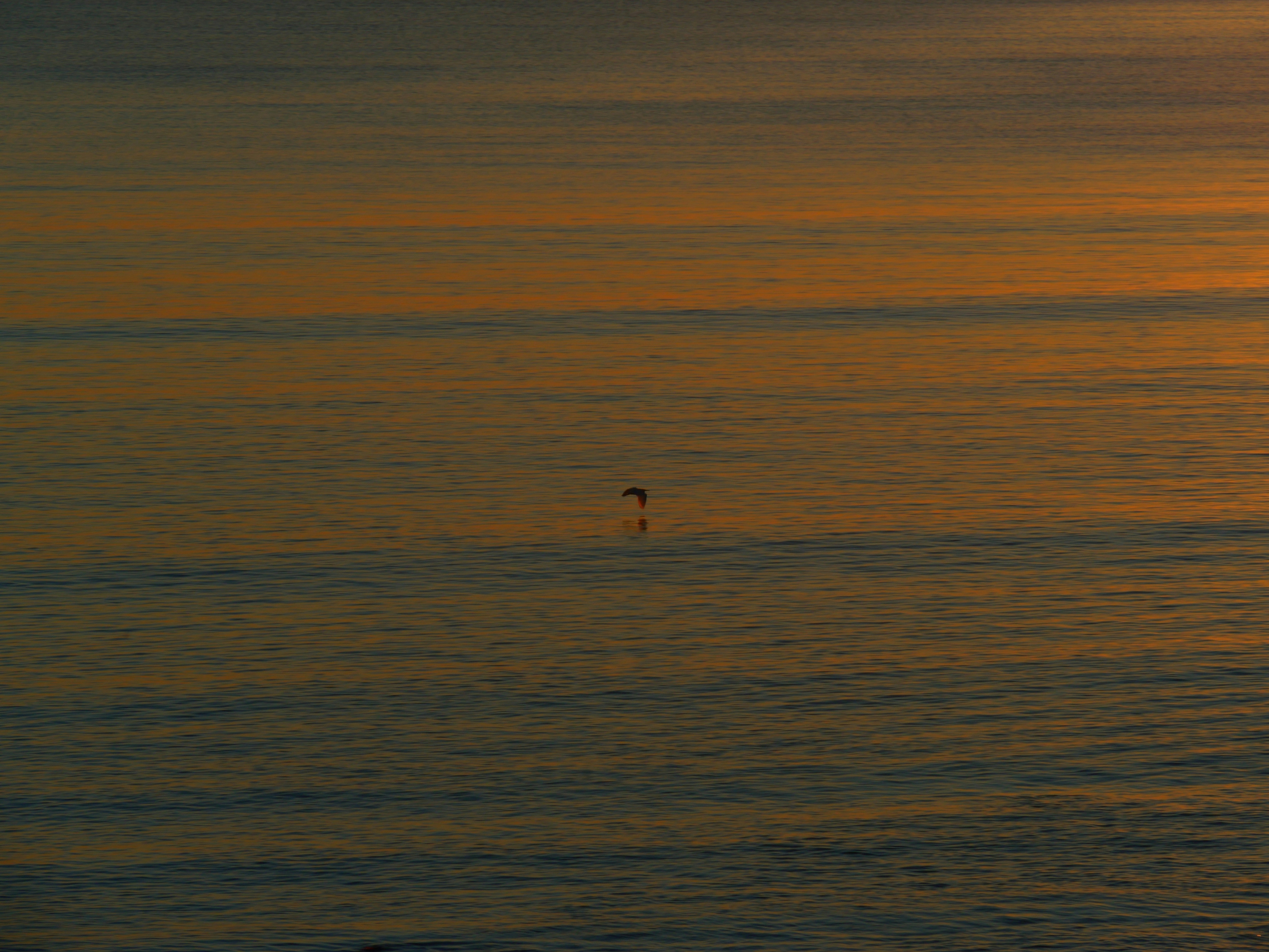 A Bird Flies Close To The Ocean Water