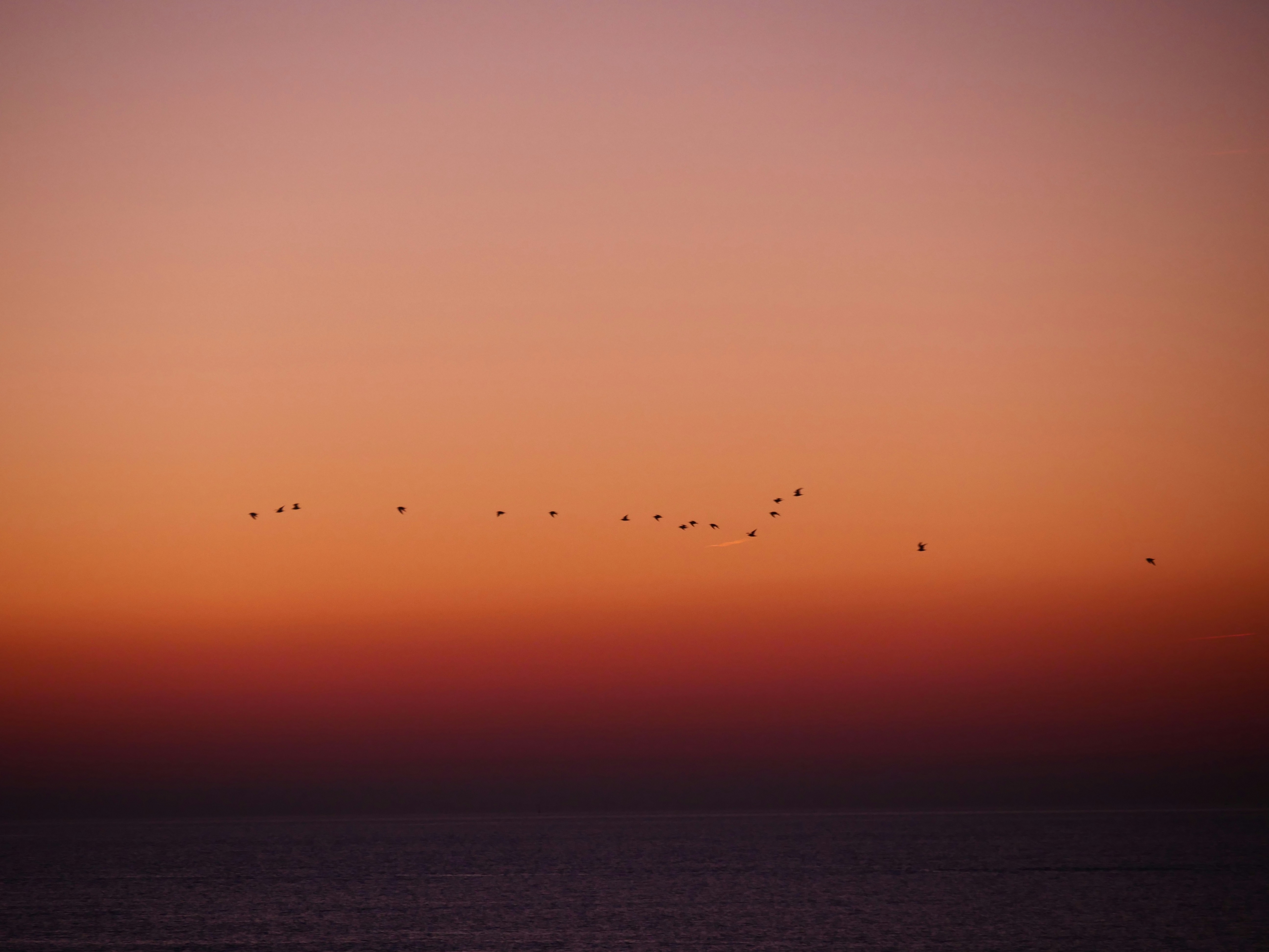 A Flock Of Birds Fly Into The Sunset 4K