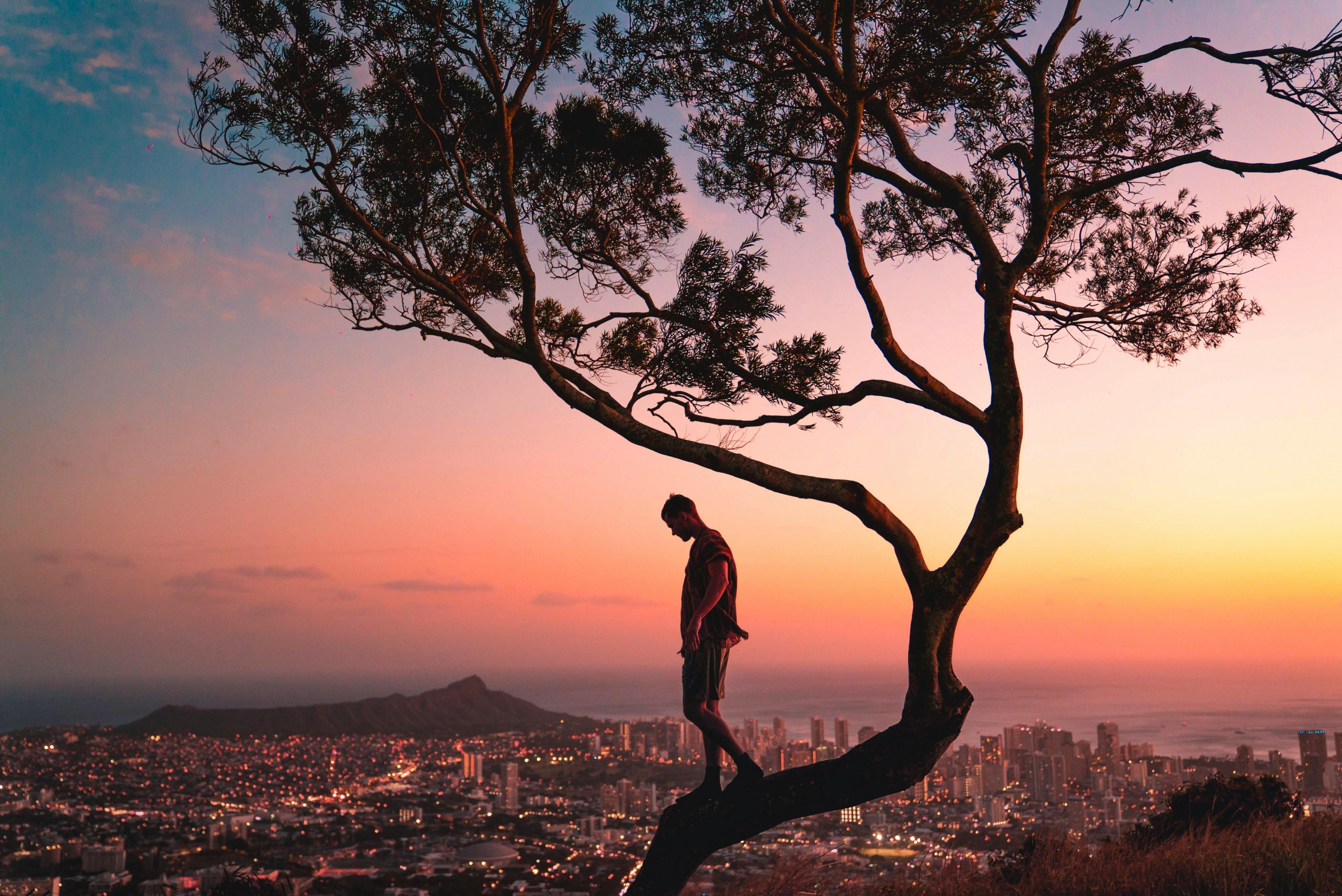 A Man Climbs A Tree In Front A Gorgeous Stunning Sunset City Landscape With City Lights