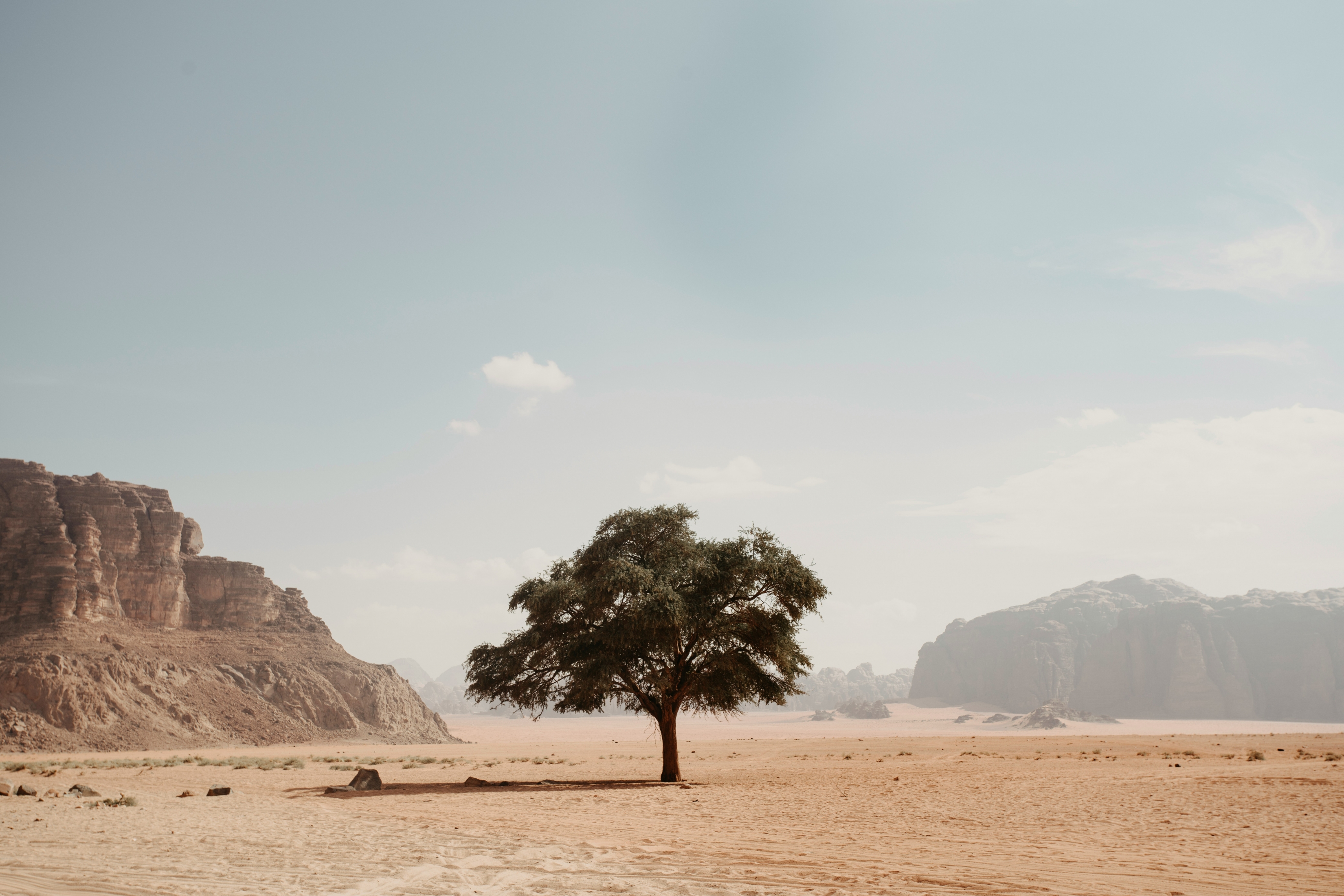 A Single Tree In The Desert Landscape