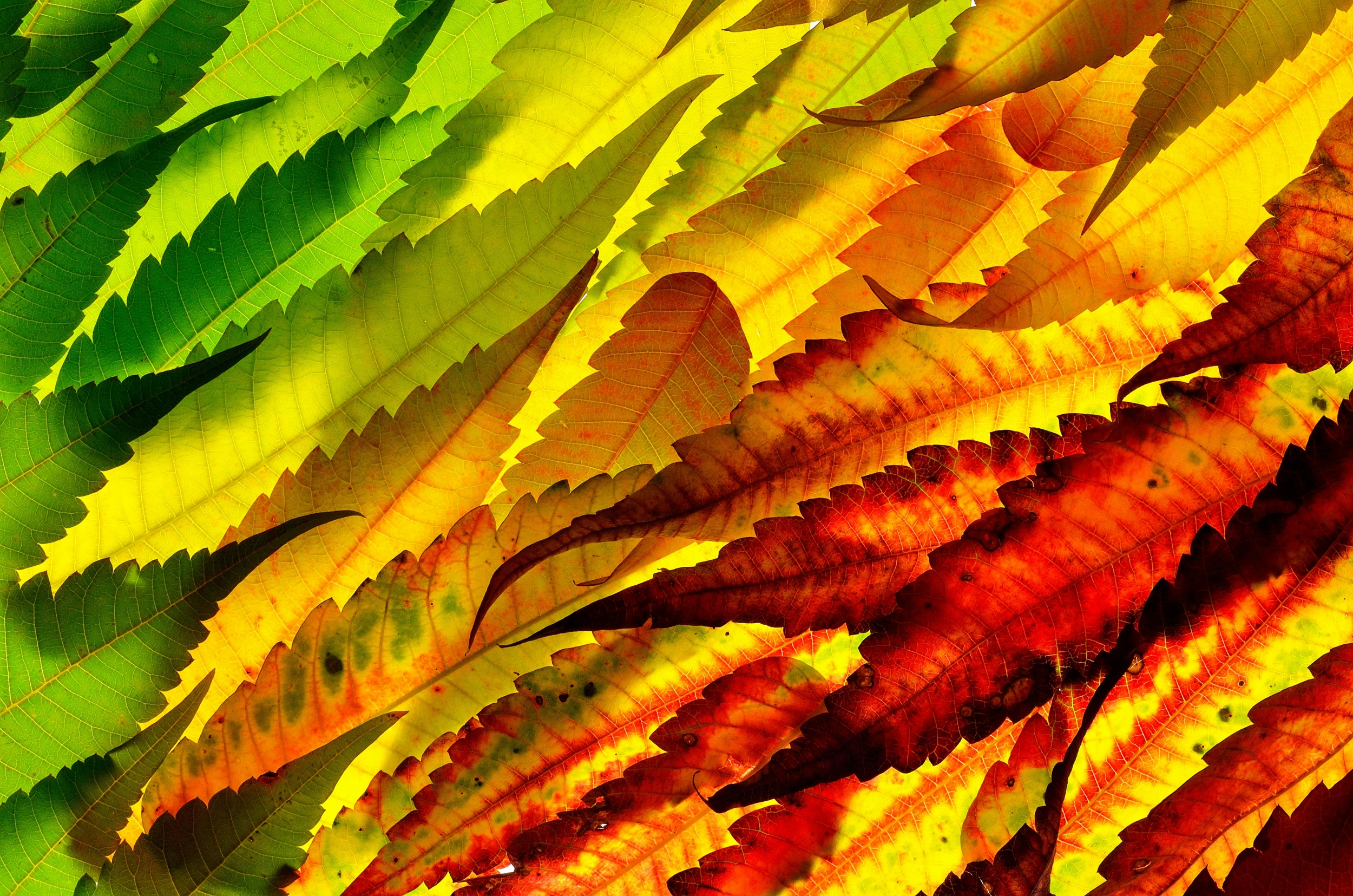 Autumn Leaves Multicolor wallpaper for Apple iPhone, Apple Watch, Mac, iPad and Apple Watch