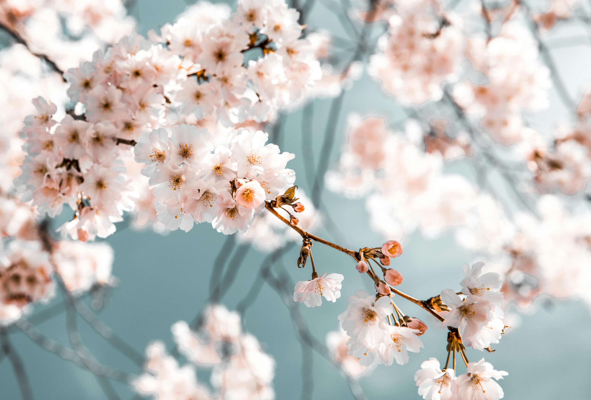 Best Pink Cherry Blossom Branch
