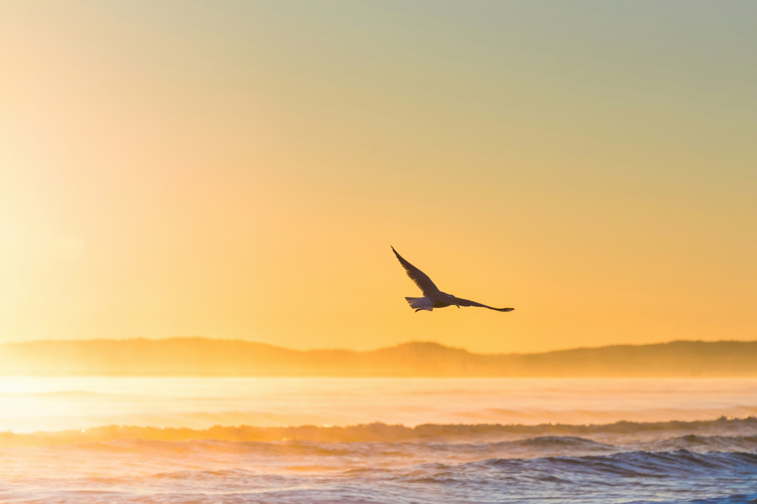 Bird Flies Over The Ocean With Orange Sky wallpaper for Apple iPhone, Apple Watch, Mac, iPad and Apple Watch