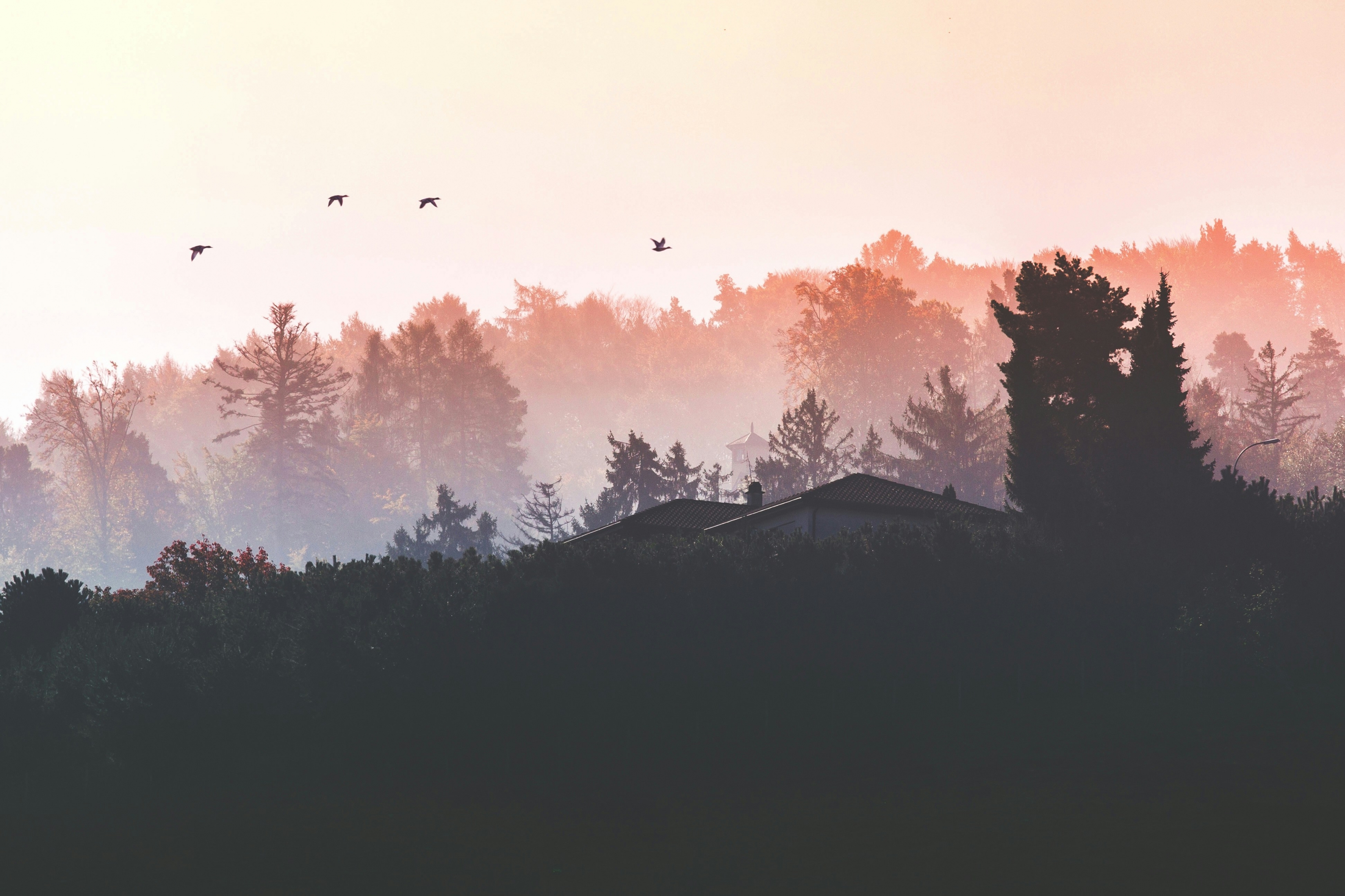 Birds Fly Over Orange Hue Landscape 6K