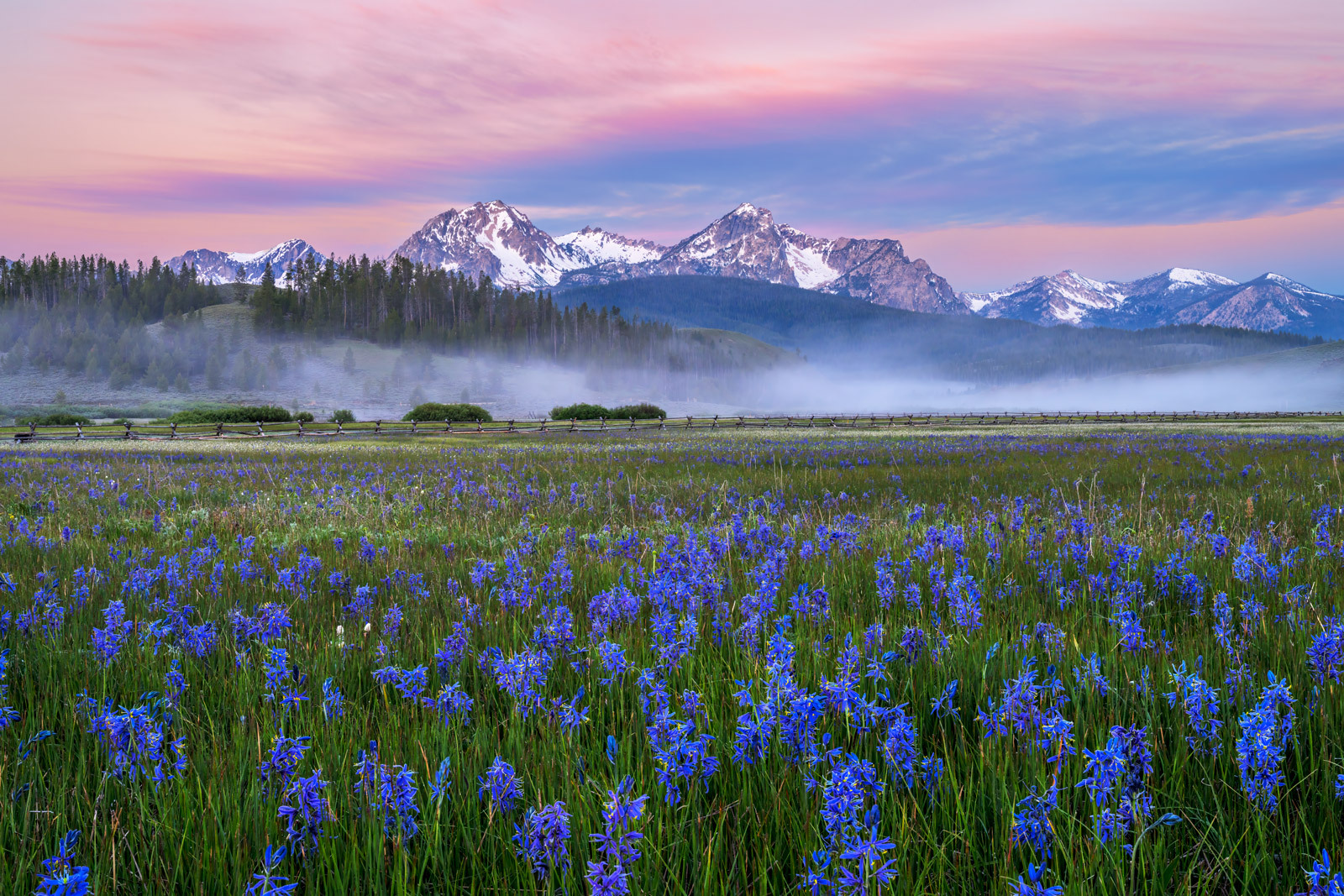 Blue Poppies In A Field Mountain Landscape View Idaho State United States USA