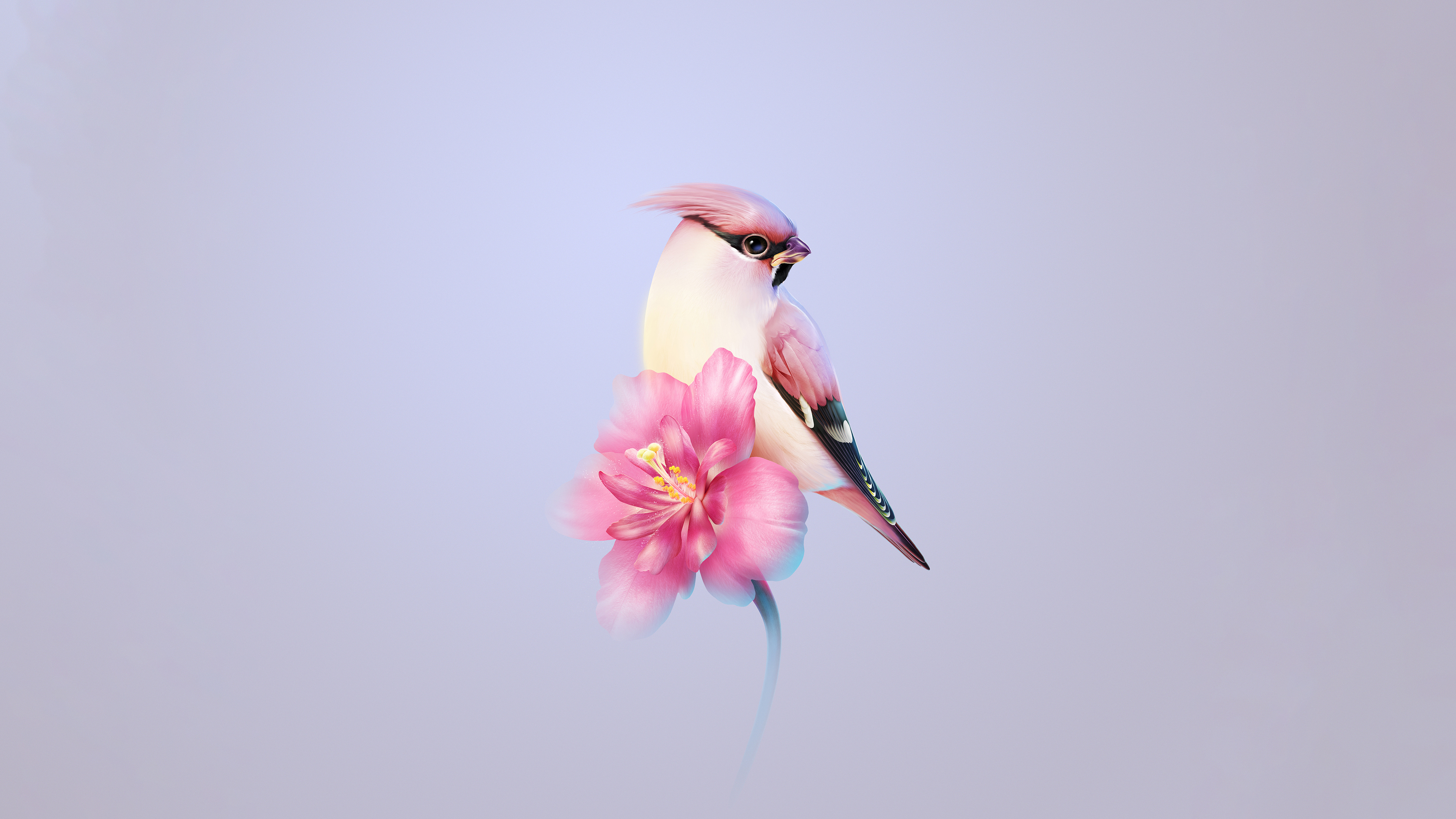 Bohemian Waxwing Pink Flowers Best Free Screensavers And Wallpapers For macOS Macs And WindowsOS PCs HD 5K