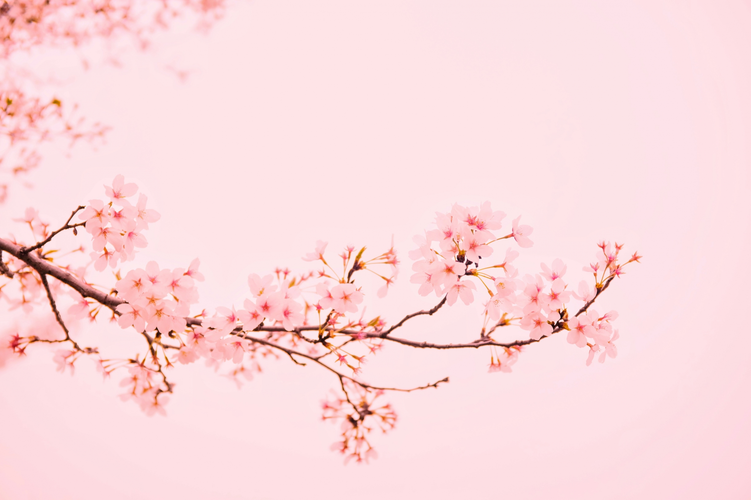 Cherry Blossom Baby Pink HD 4K