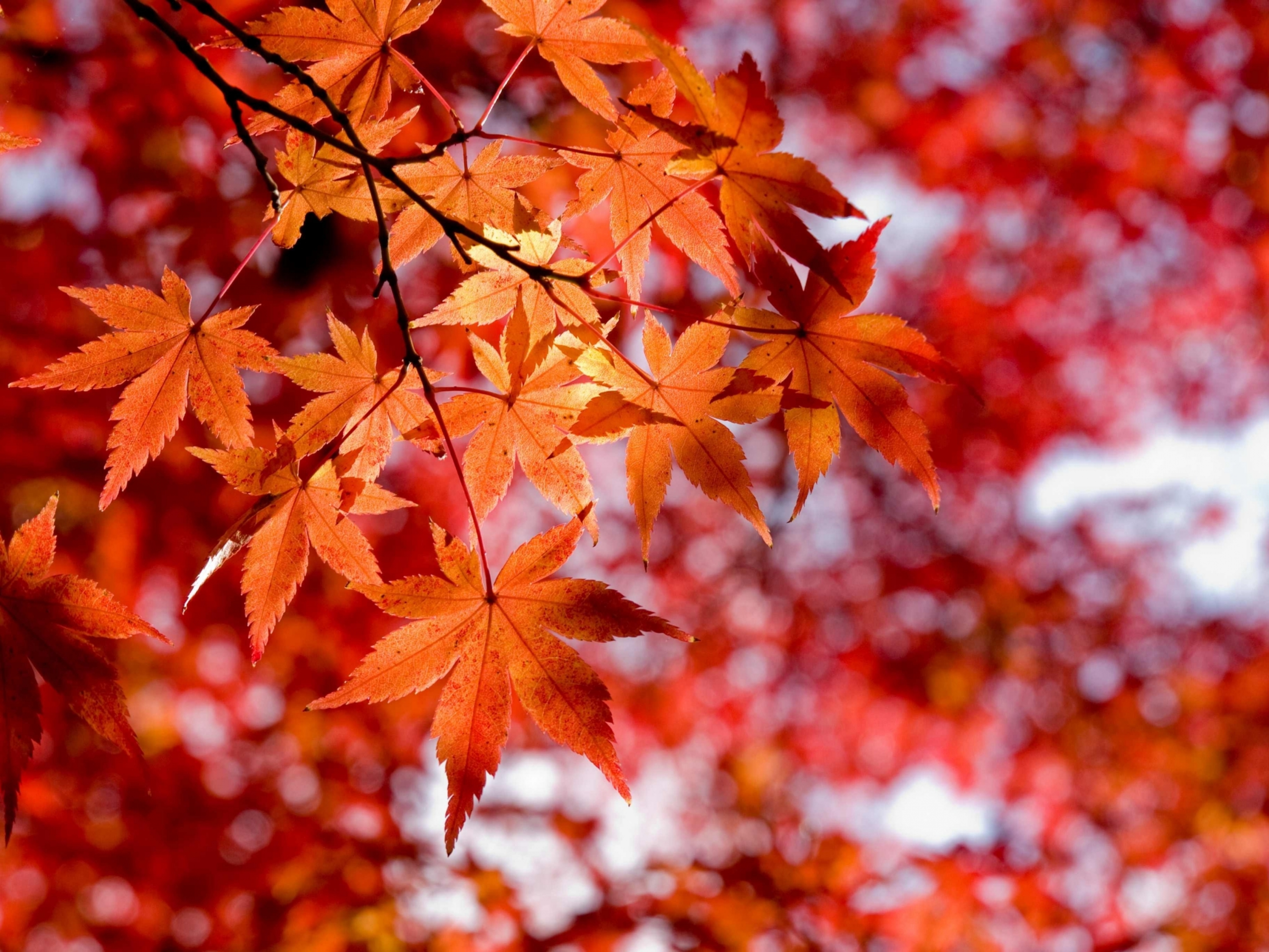 Colorful Fall Leaves Mid Autumn