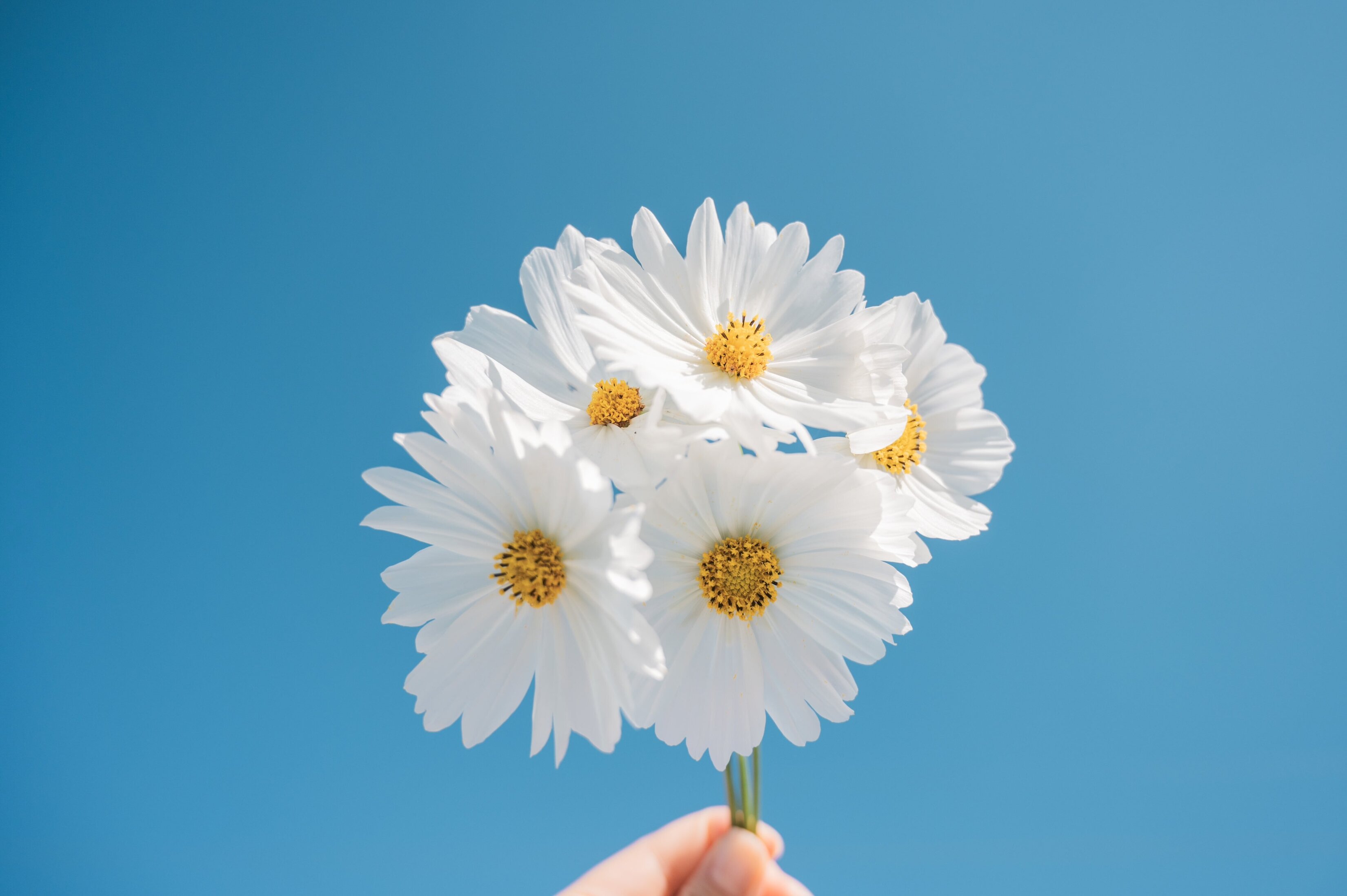 Daisy Flowers Blue Sky Windows PC And Mac Desktop Screensavers