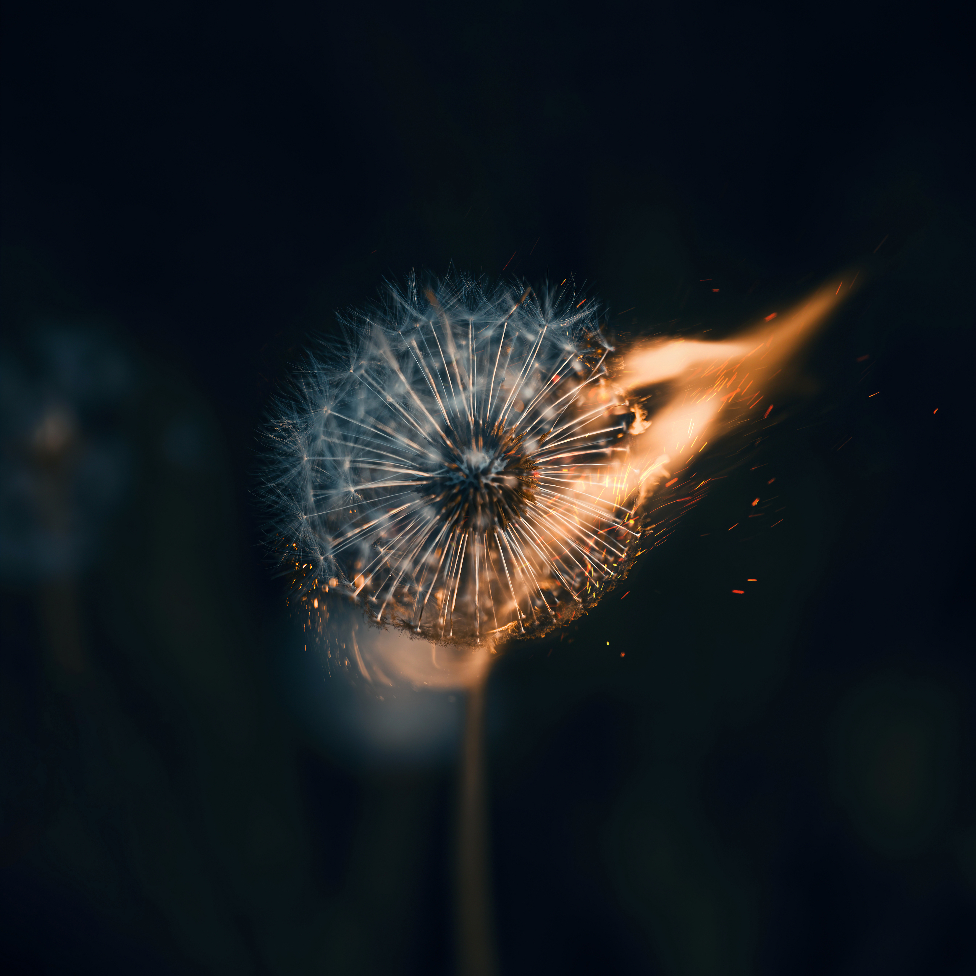 Dandelion Flower On Fire Best 2025 Screensavers And Desktop Wallpapers For Macintosh macOS And PC Computers