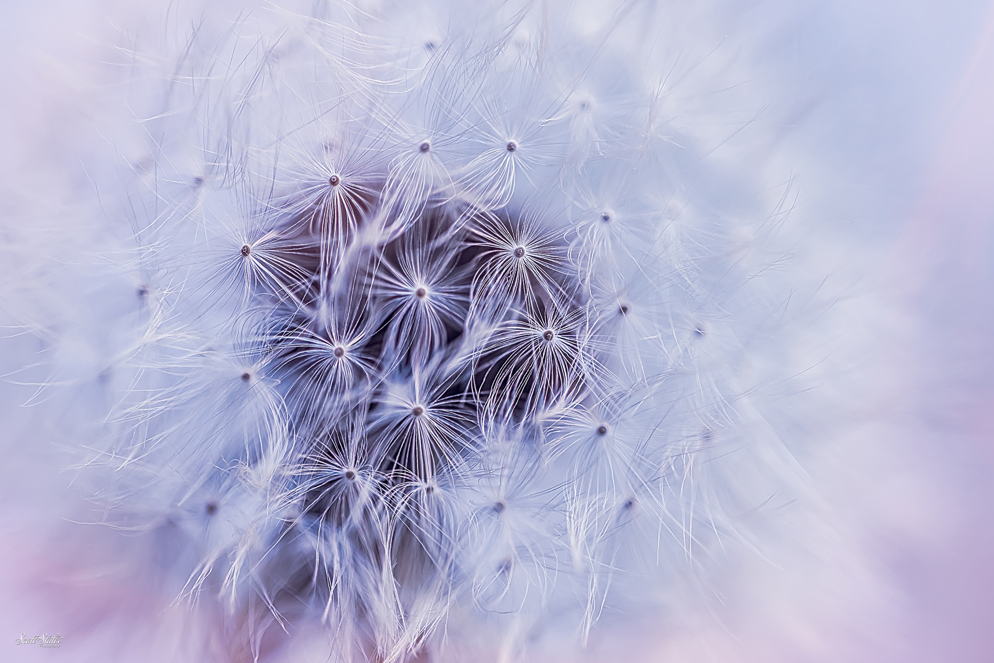 Dandelion Flowercloseup Best Free Screensavers And Wallpapers For macOS Macs And WindowsOS PCs HD 5K