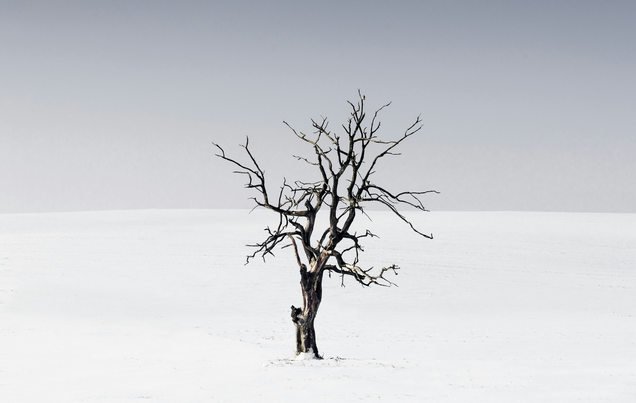 Dead Tree In The Midwinter Snow