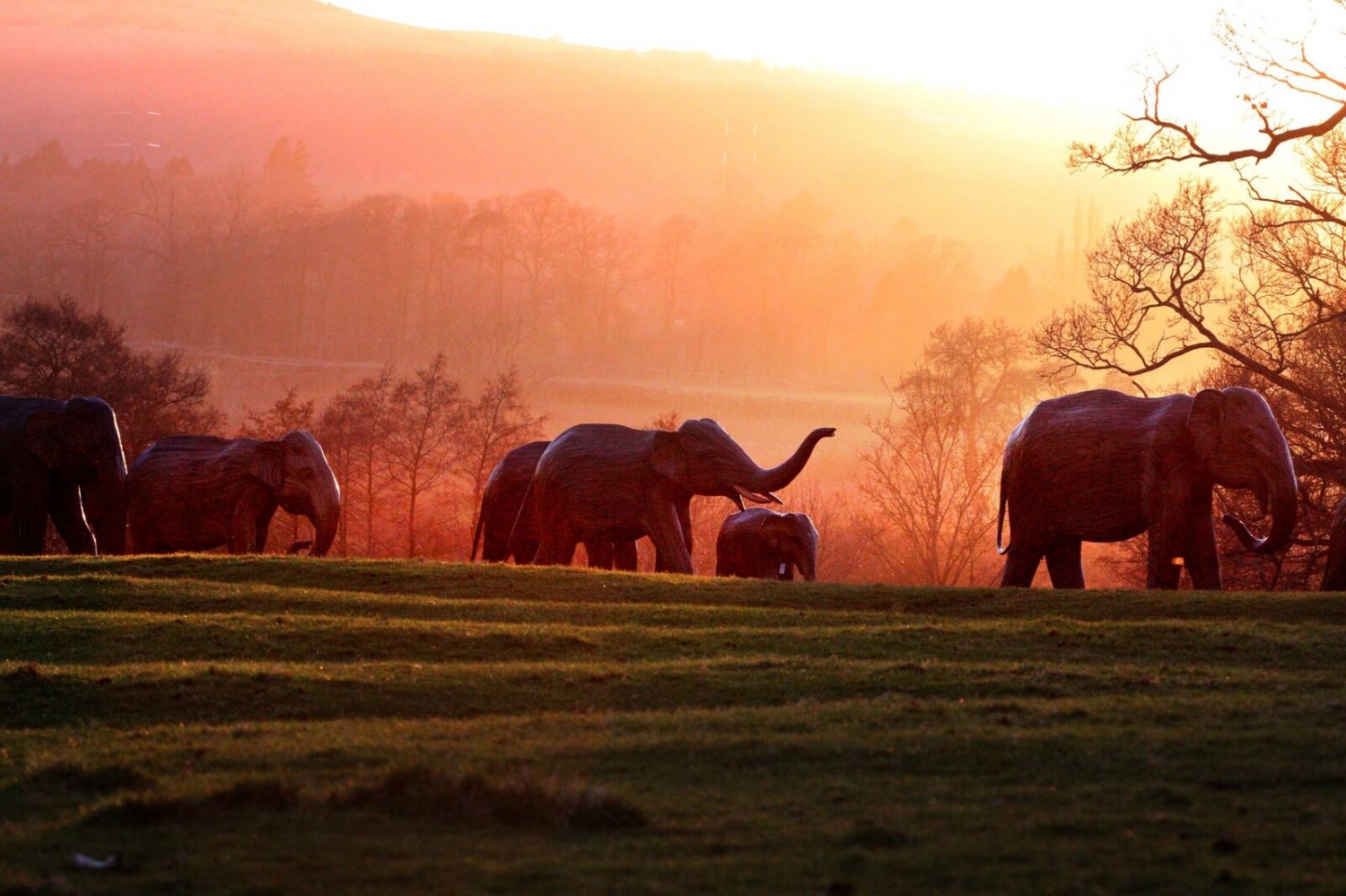 Elephants At Dusk wallpaper for Apple iPhone, Mac, iPad and more