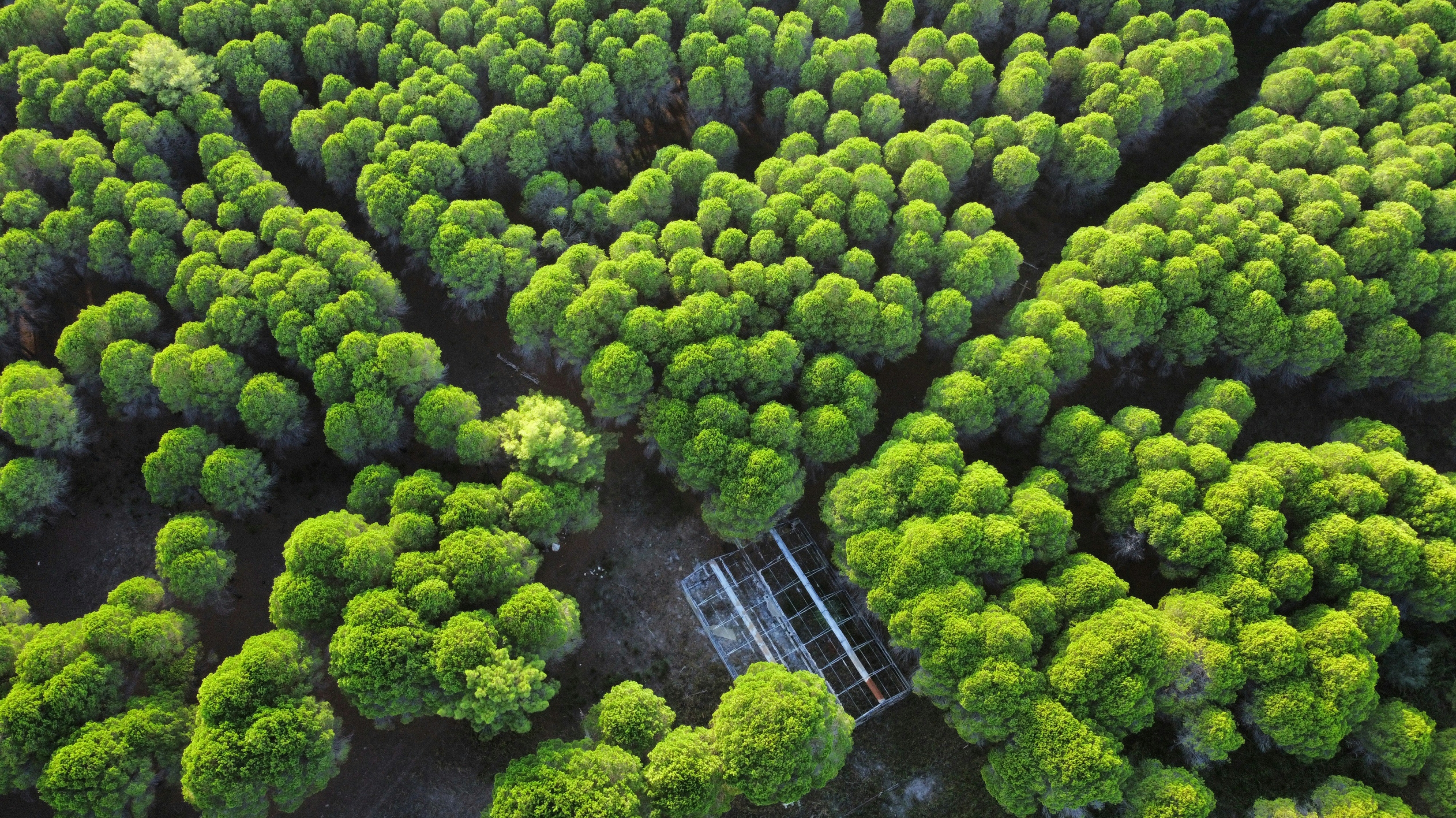 Forest Of Trees From Above Lush Green wallpaper for Apple iPhone, Apple Watch, Mac, iPad and Apple Watch