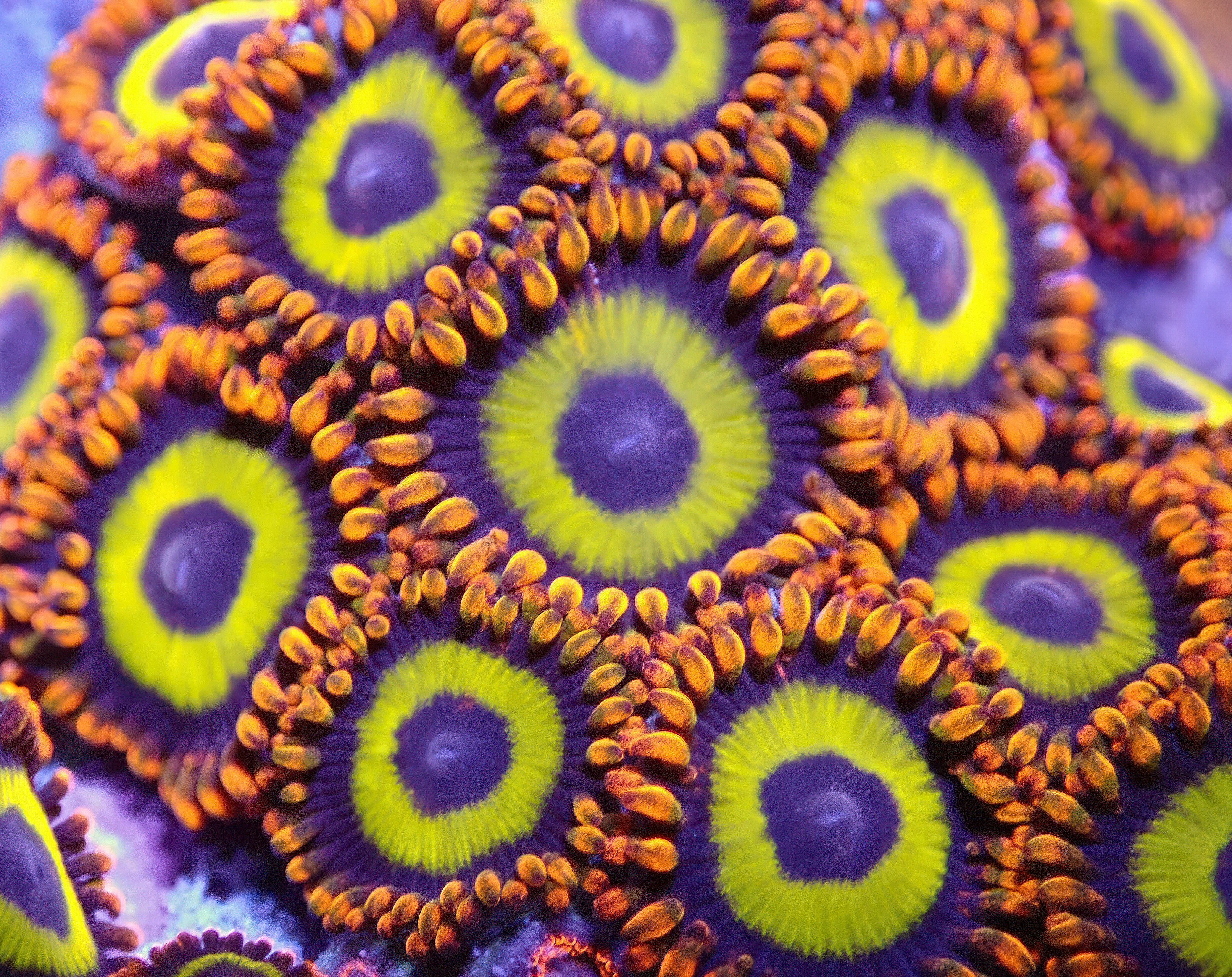 Free MKBHD Panels App Undersea Underwater Coral Purple wallpaper for Apple iPhone, Apple Watch, Mac, iPad and Apple Watch