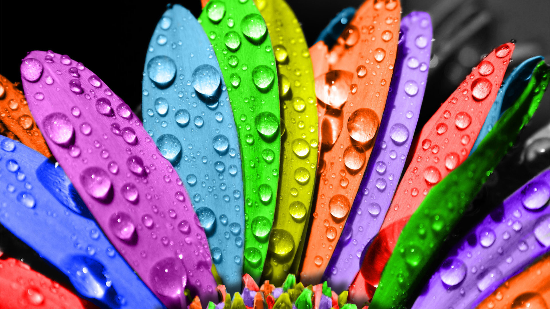 Gay Pride Background Feathers Rainbow