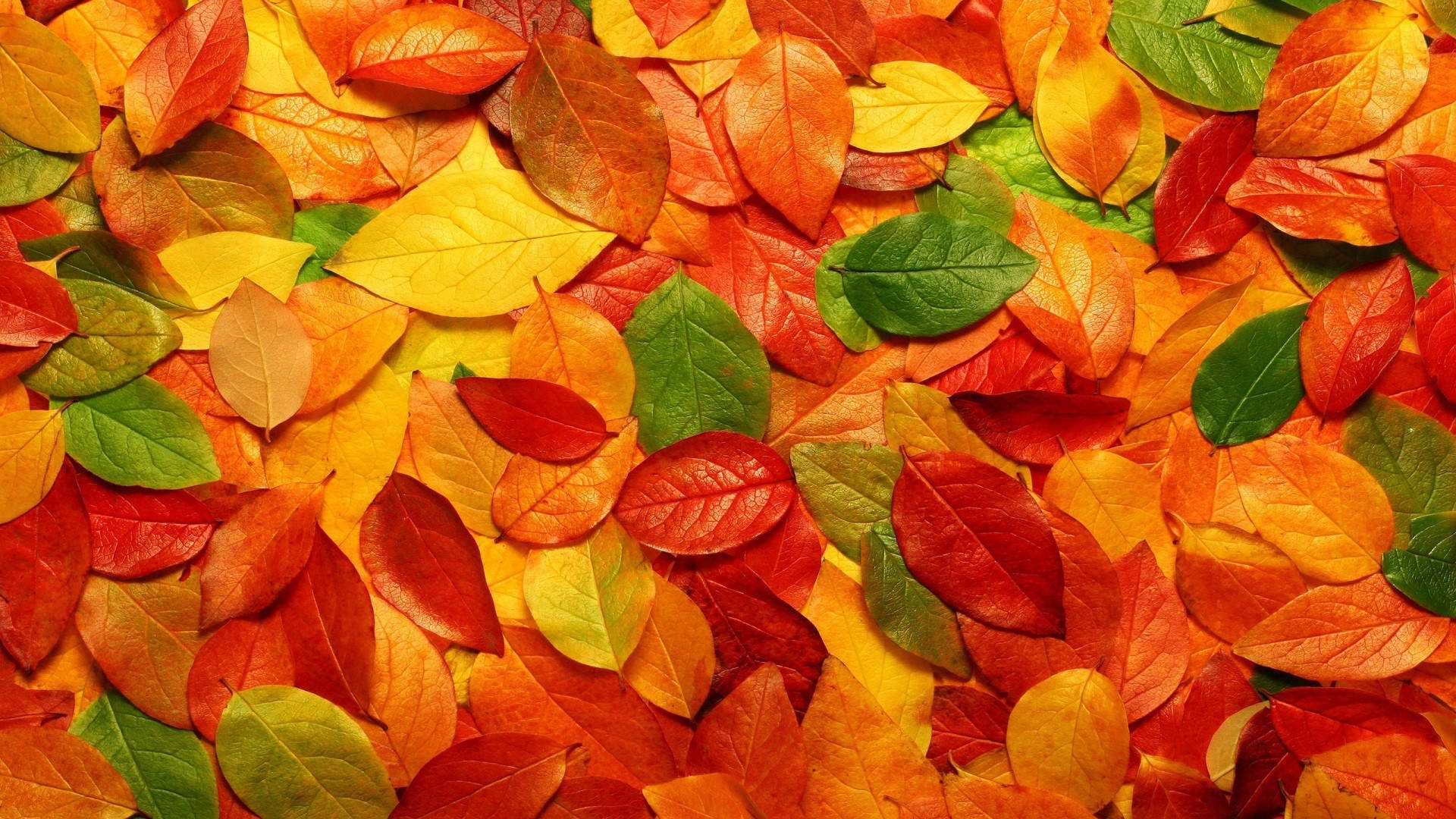 Gorgeous Fall Autumn Seasonal Colorful Leaves Leafs On The Ground wallpaper for Apple iPhone, Apple Watch, Mac, iPad and Apple Watch