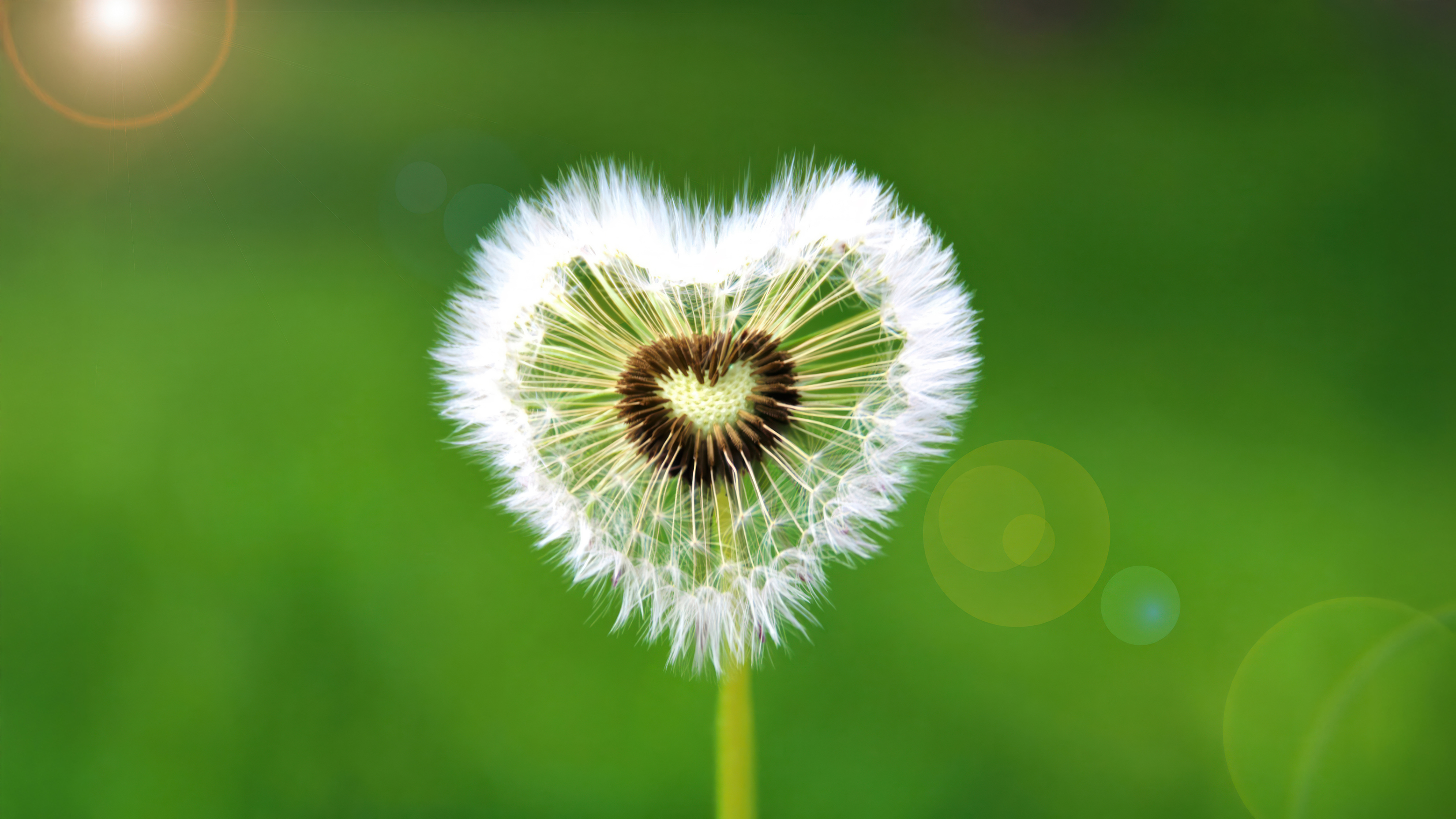 Heart Shape Dandelions Top Free 4K 6K 8K Desktop Wallpapers For Mac Windows PC And Linux Ultra HD High Resolution Definition Screensavers Backdrops Backgrounds