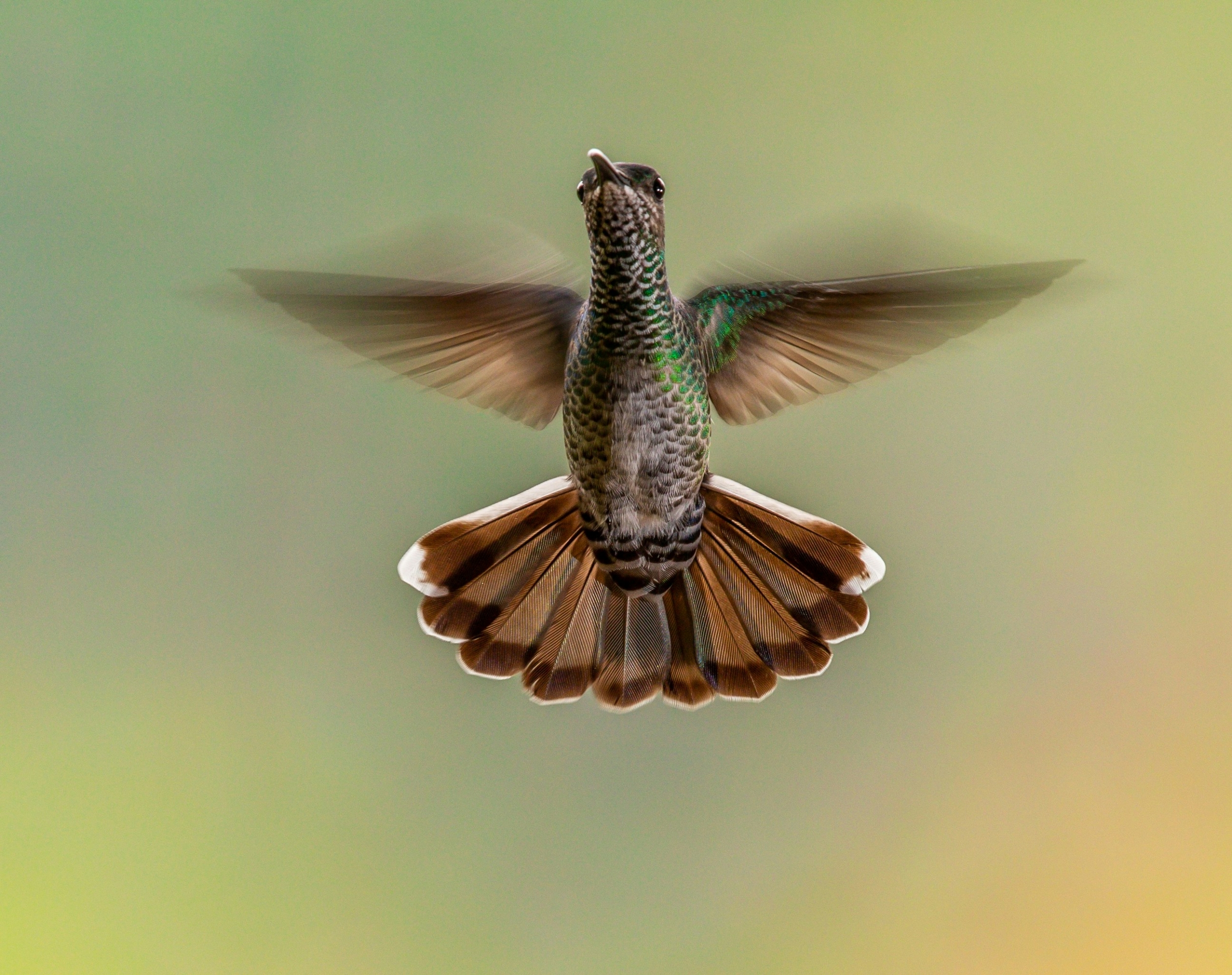 Hummingbird