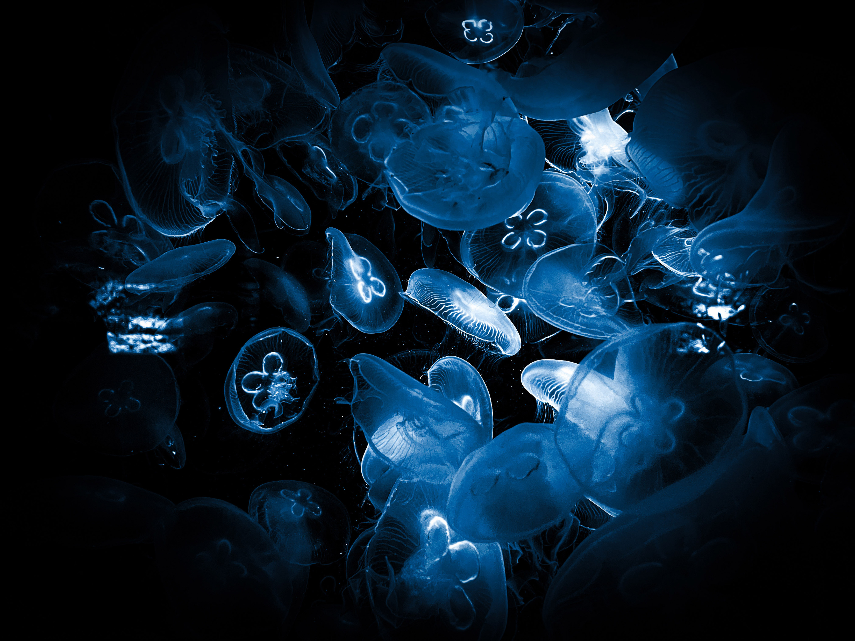 Jellyfishes Deep Sea High Resolution Ultra HD 5K Desktop Screensavers And Wallpapers For macOS And Windows PCs