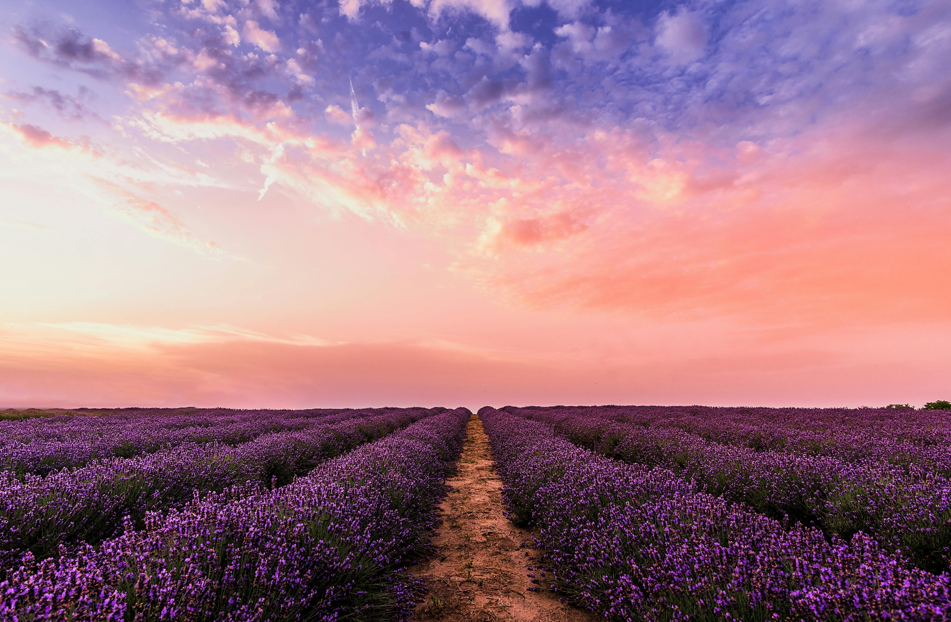 Lavender Farm Field Sunset