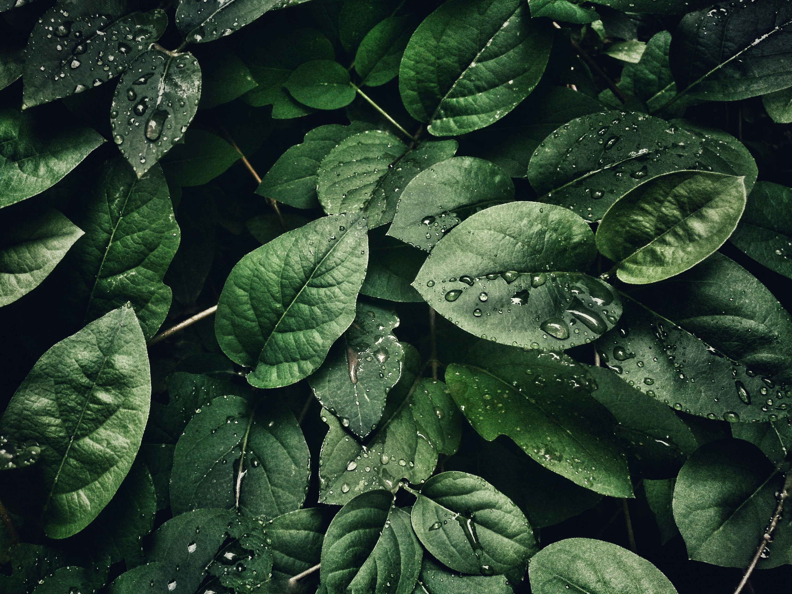 Leafs Covered In Water Droplets