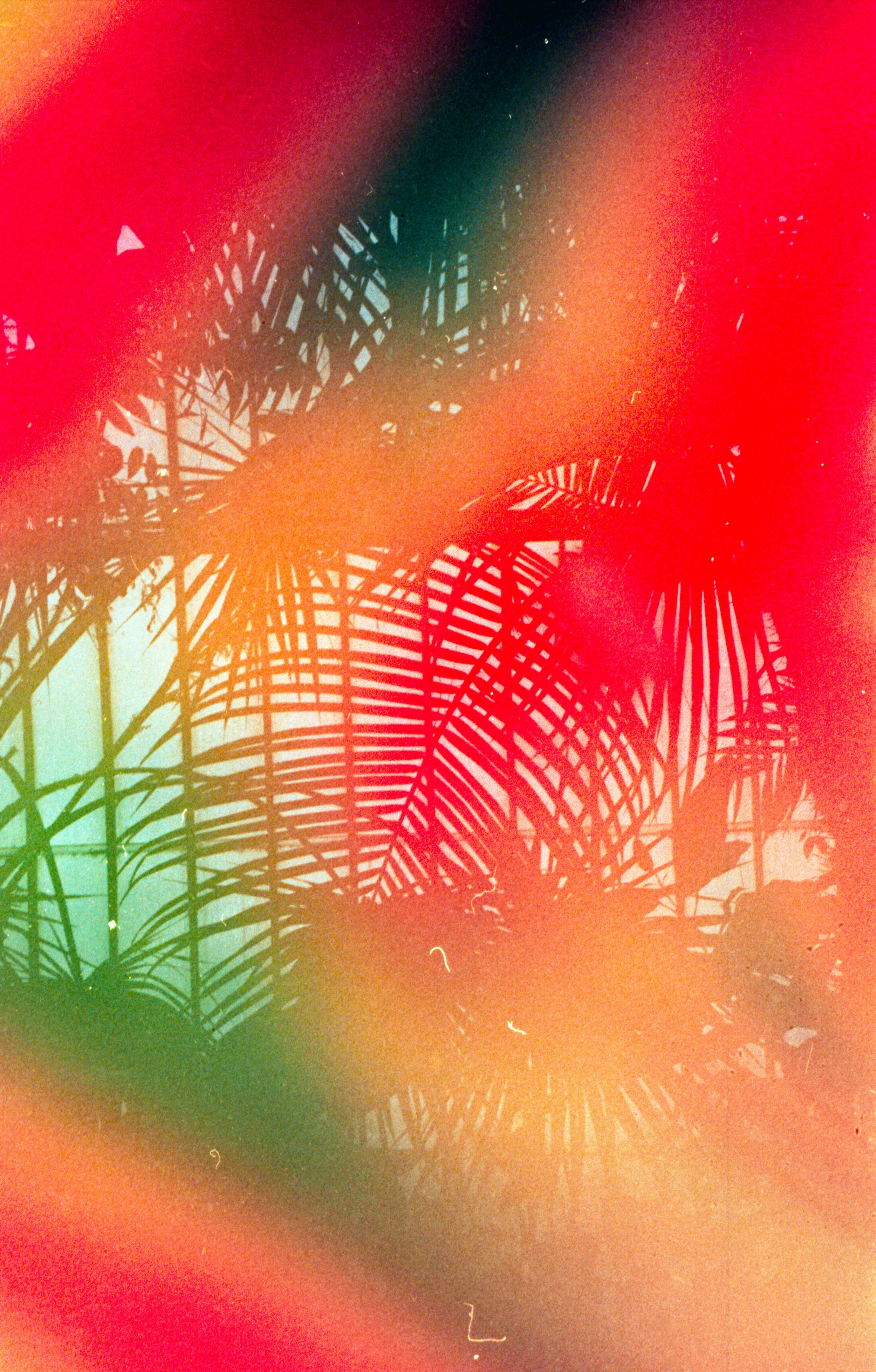 Lens Flare Photography Red Orange Green Palm Leafs