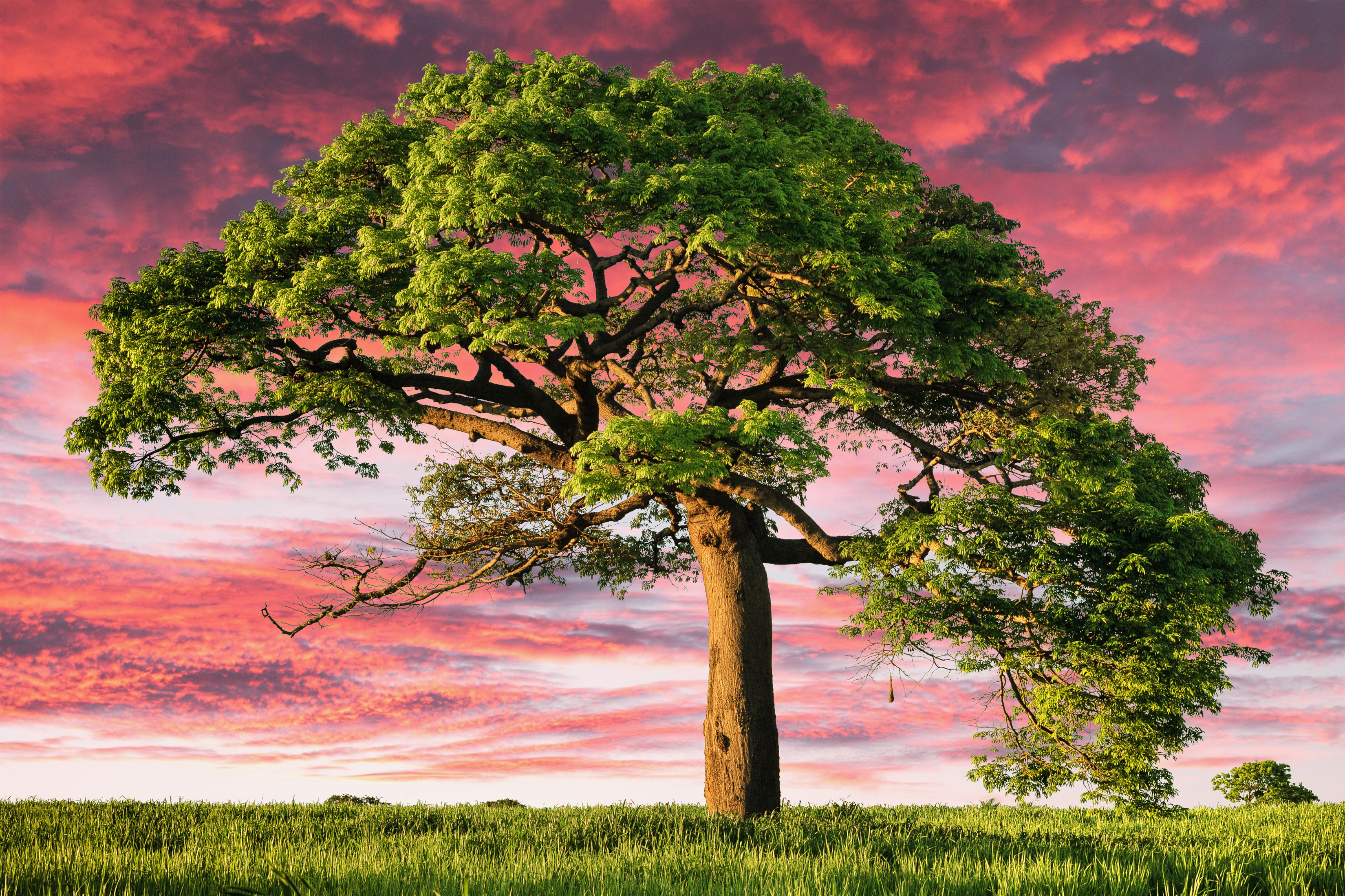Lone Tree Sunset Africa Best Free Screensavers And Wallpapers For macOS Macs And WindowsOS PCs HD 5K