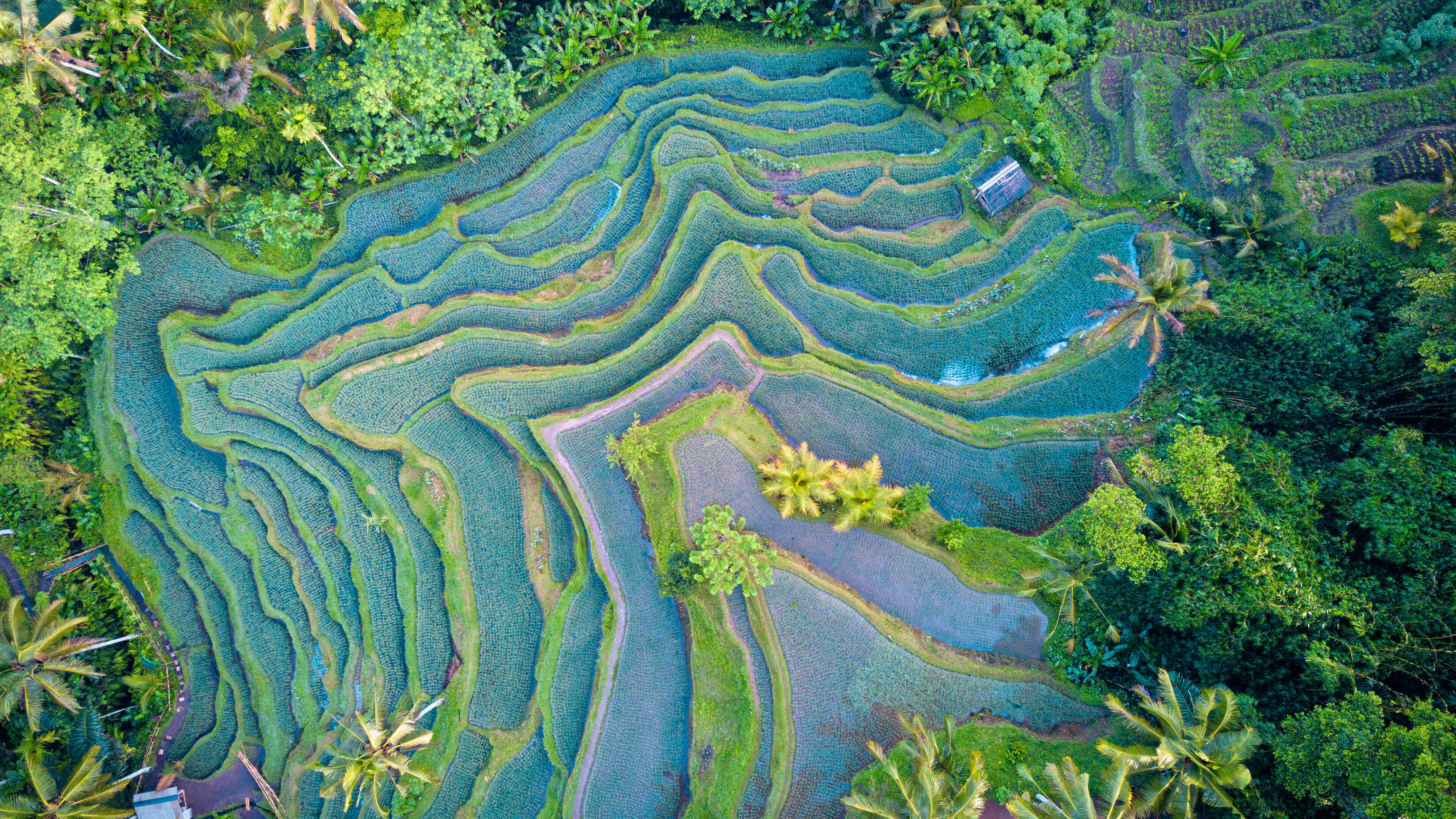 Microsoft 4K Windows 11 Stock Aerial Farm Shot Crystal Blue Jungle wallpaper for Apple iPhone, Apple Watch, Mac, iPad and Apple Watch